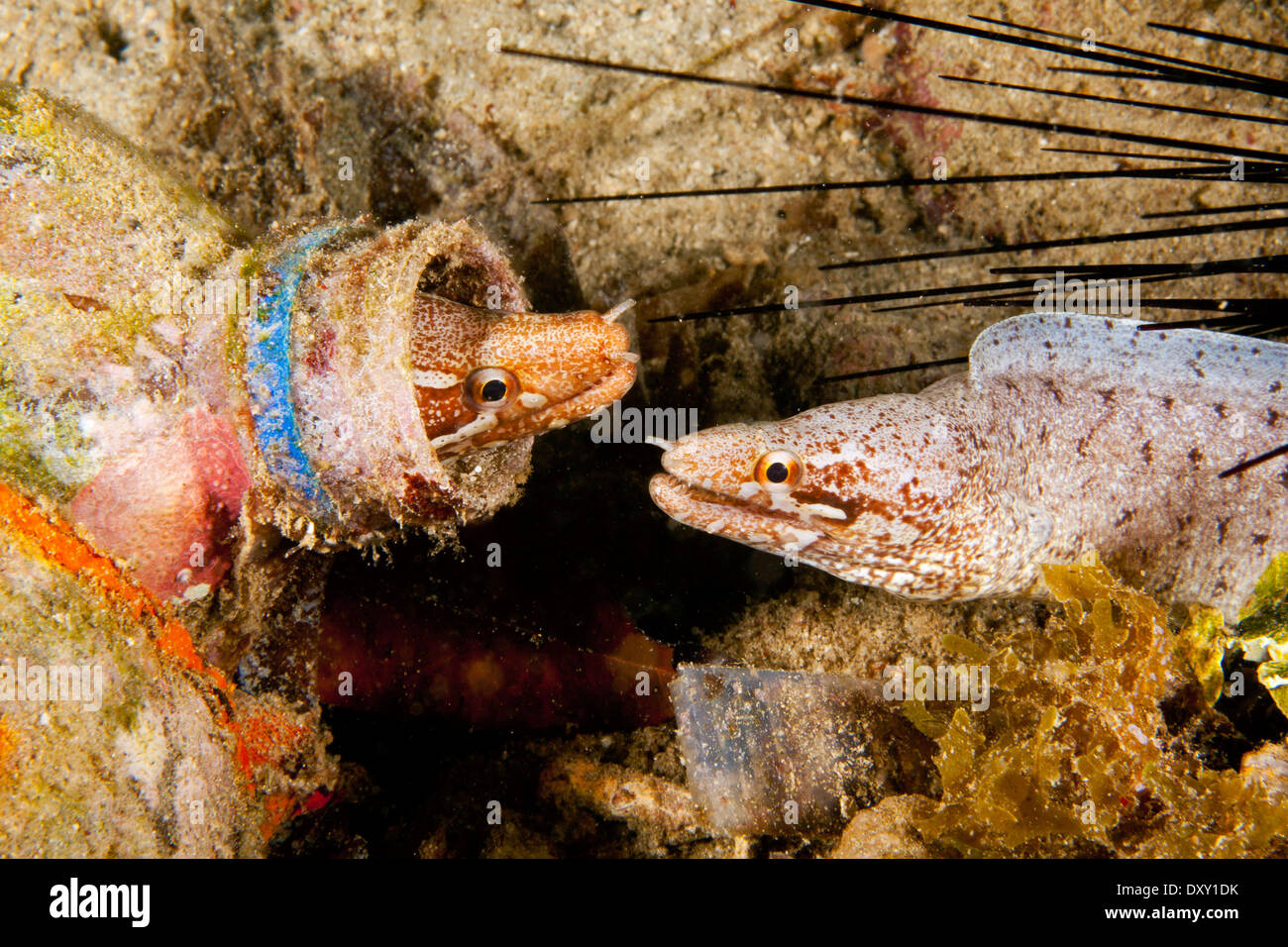 Ausgeschlossen-Fin Moray in einer Flasche Gymnothorax Zonipectis, Raja Ampat, West Papua, Indonesien Stockfoto