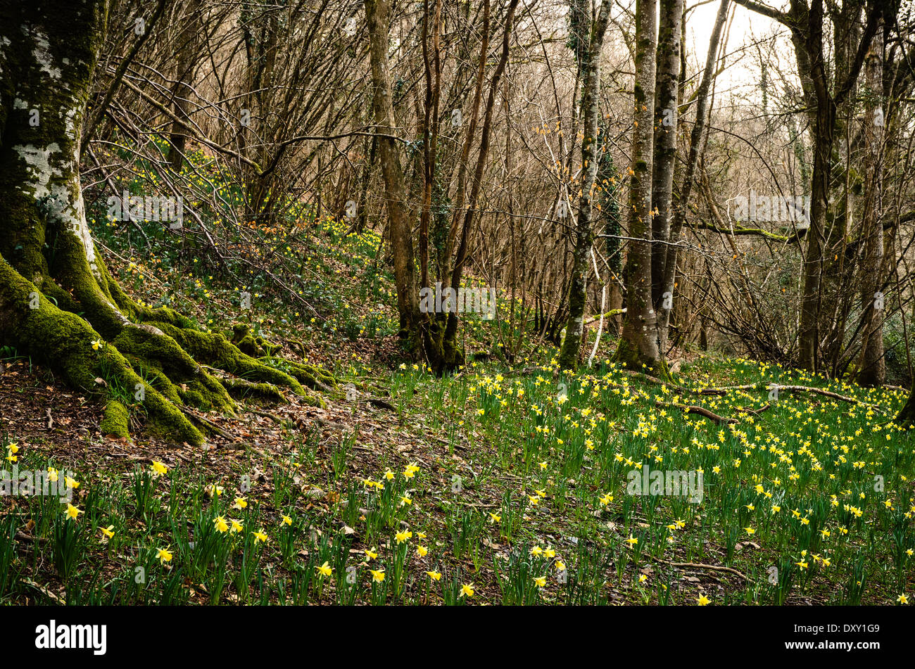 Wilde Narzissen im Dunsford Wood auf Dartmoor Stockfoto