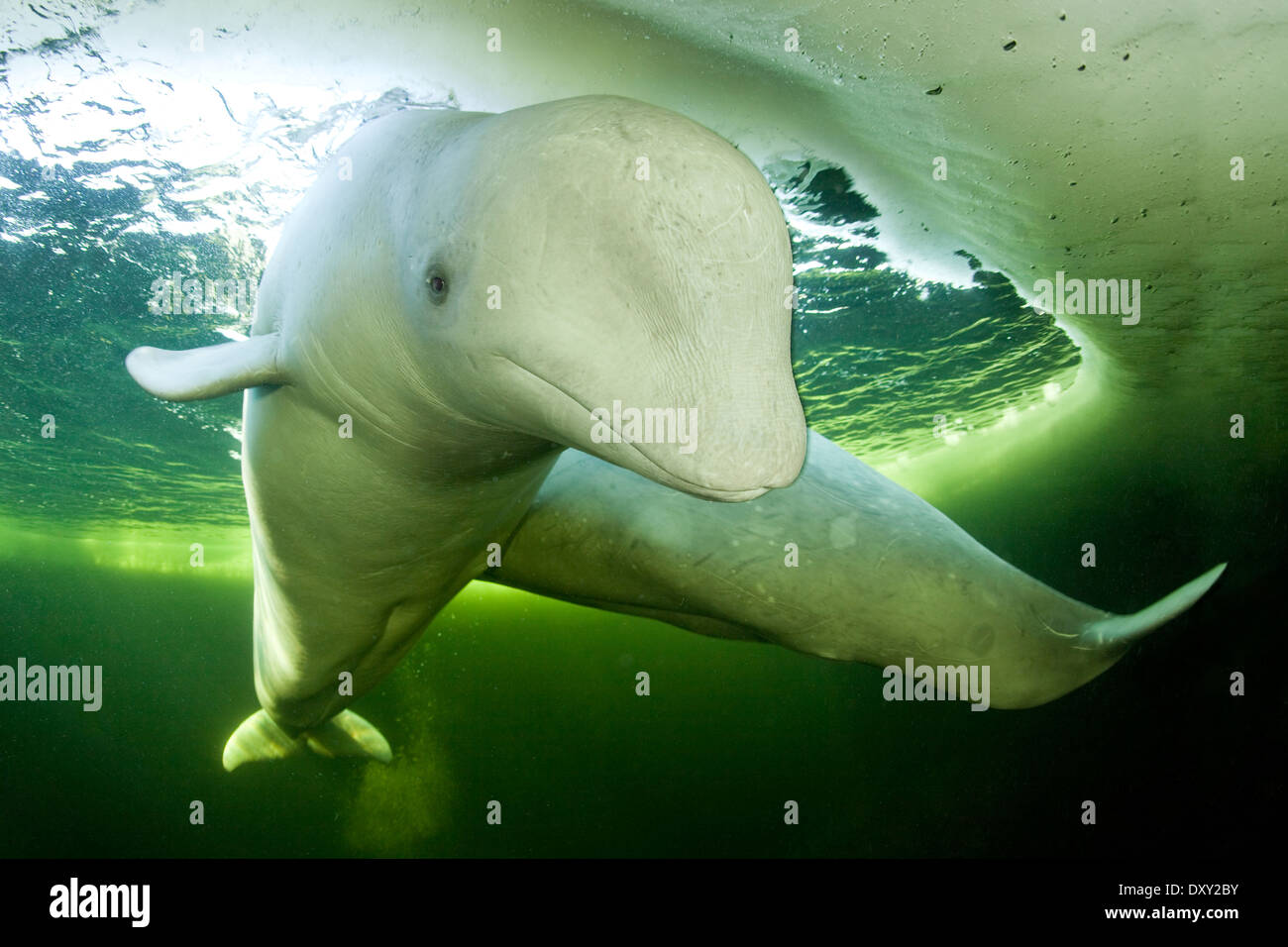 Beluga-Wal unter Eis, Delphinapterus Leucas, weißes Meer, Karelien, Russland Stockfoto