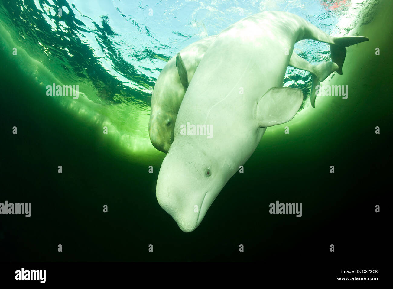 Beluga-Wal unter Eis, Delphinapterus Leucas, weißes Meer, Karelien, Russland Stockfoto