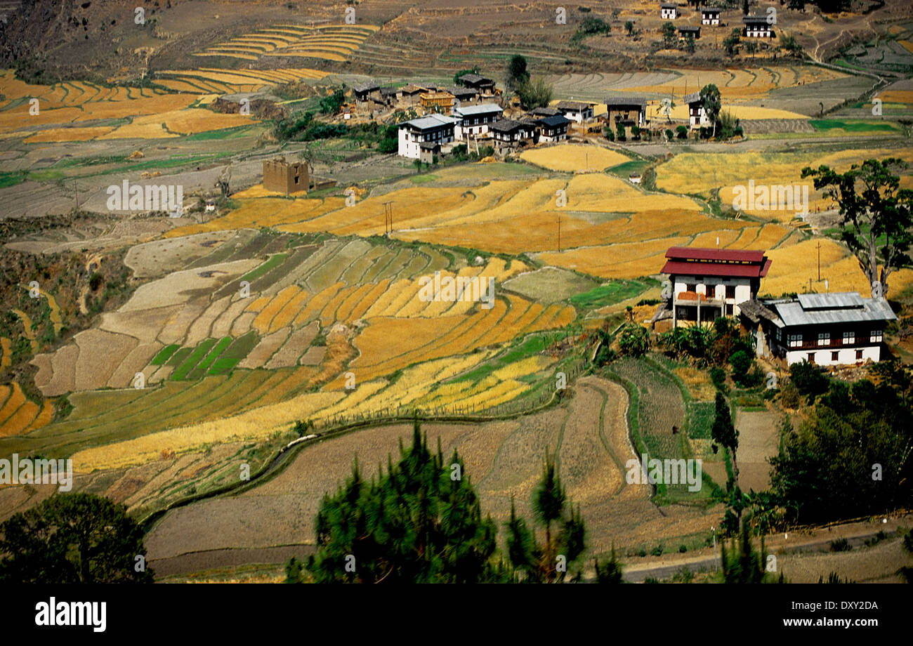 Terrassierte Felder und Häuser im Punakha Tal, Bhutan. Digital manipulierte Bild. Stockfoto