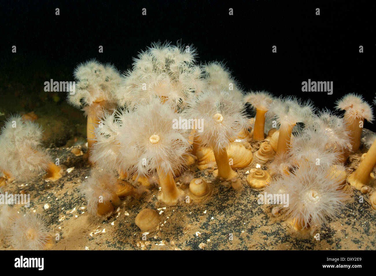 Aggregieren von Anemone, Metridium senile, weißes Meer, Karelien, Russland Stockfoto