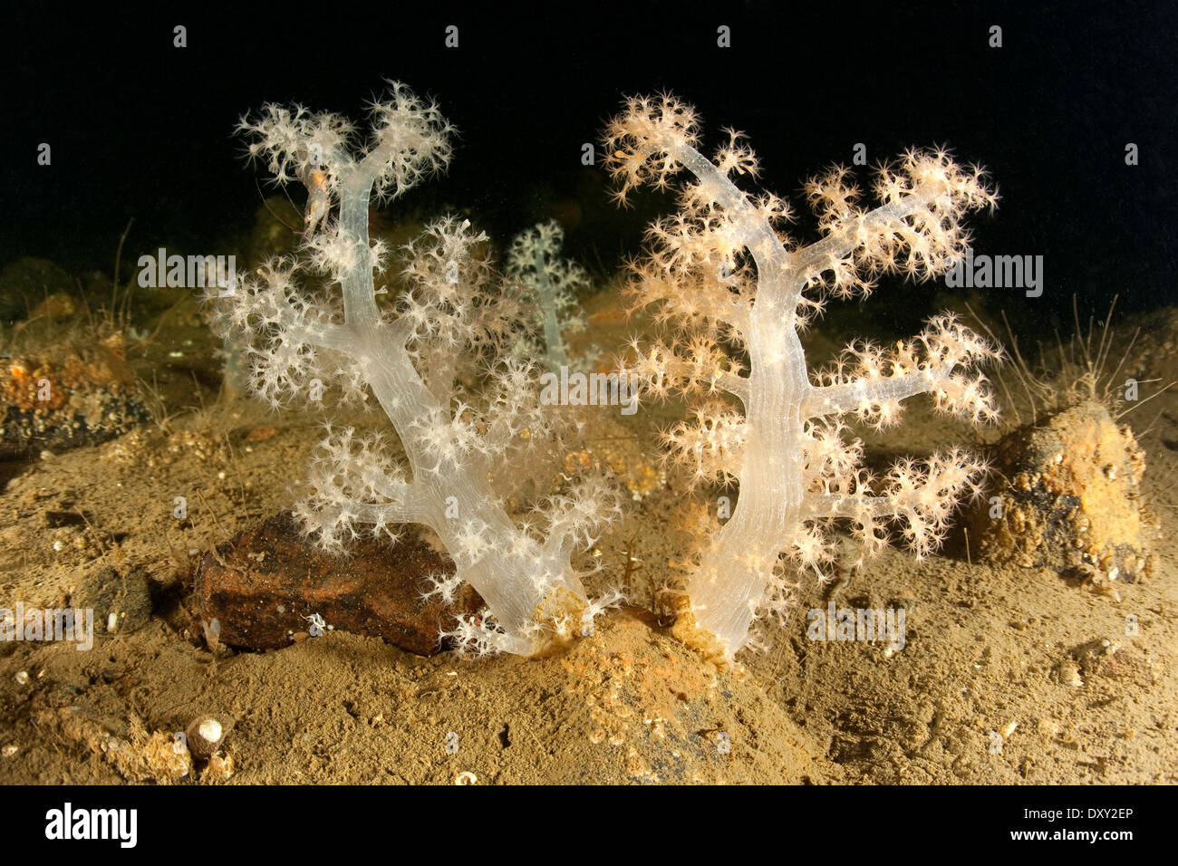Coldwater weichen Korallen, Gersemia Fruticosa, weißes Meer, Karelien, Russland Stockfoto