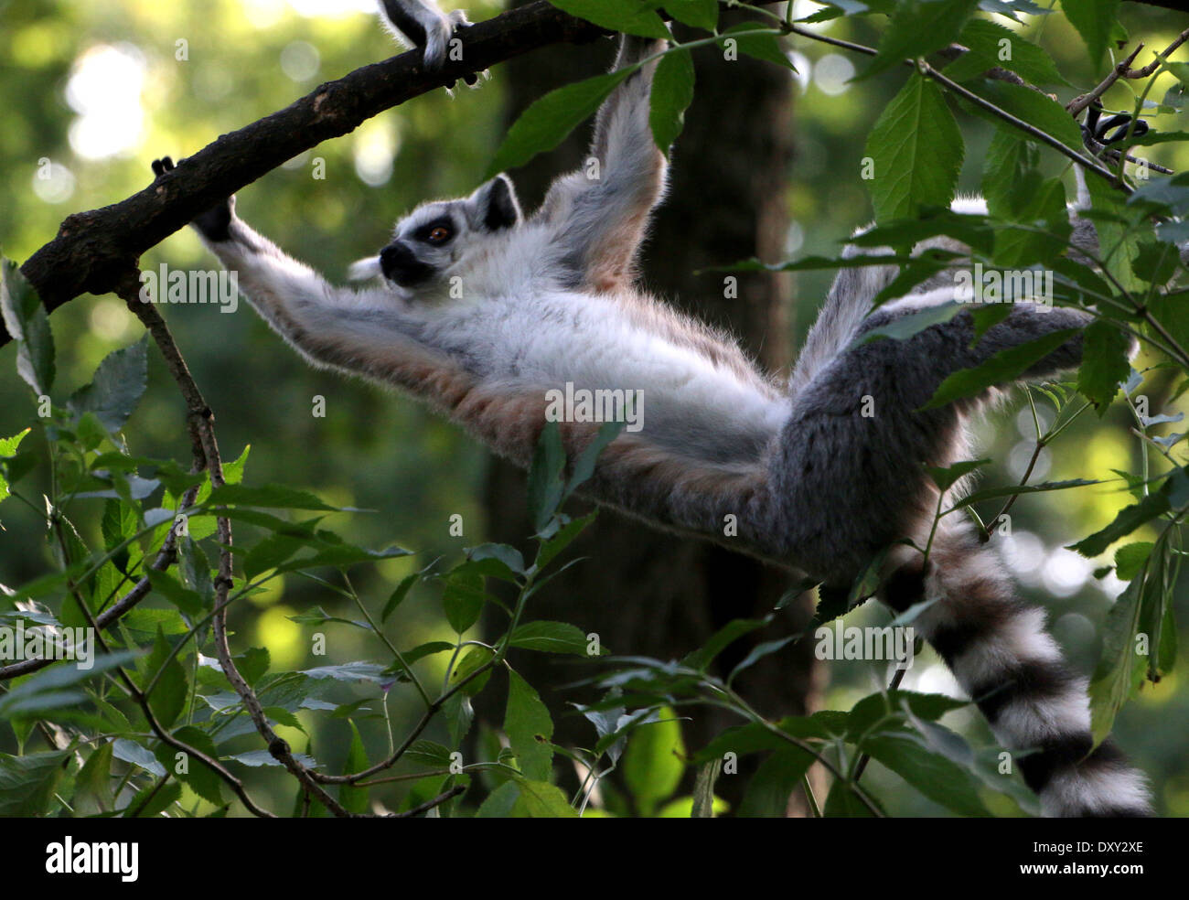 Katta (Lemur Catta) in einem Baum Stockfoto
