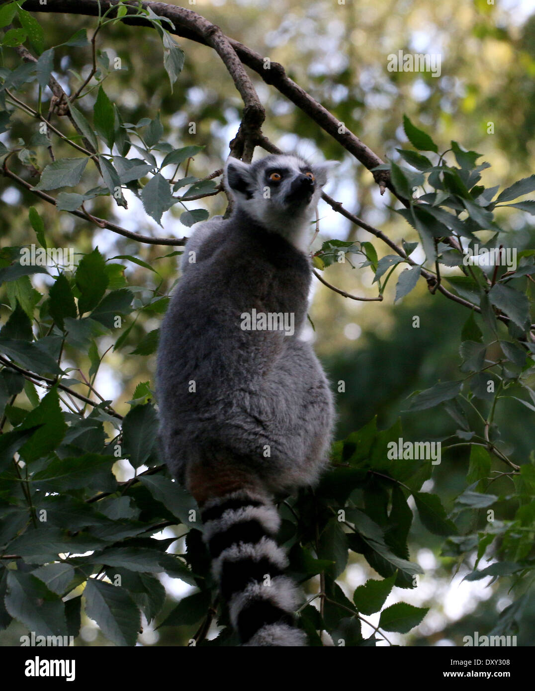 Ring-tailed Lemur (Lemur Catta) in einem Baum Stockfoto