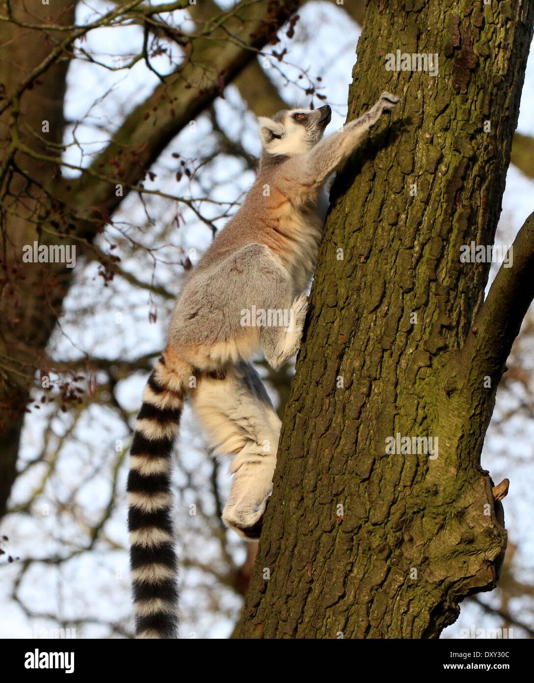 Schnelllebigen Katta (Lemur Catta) klettern auf einem Baumstamm Stockfoto