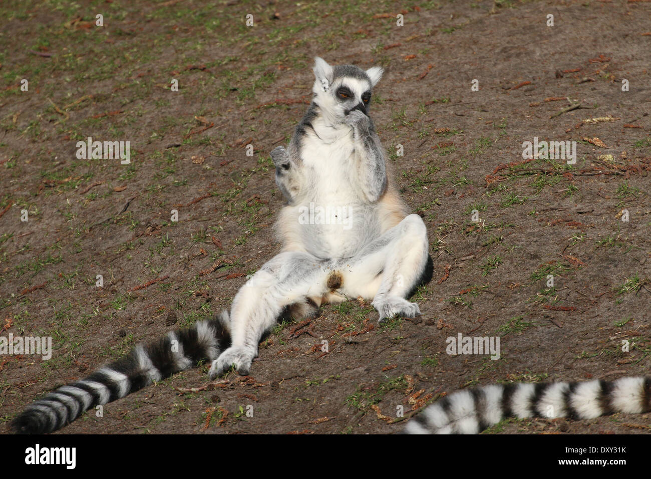 Sonnenbaden und Faulenzen Katta (Lemur Catta) Stockfoto