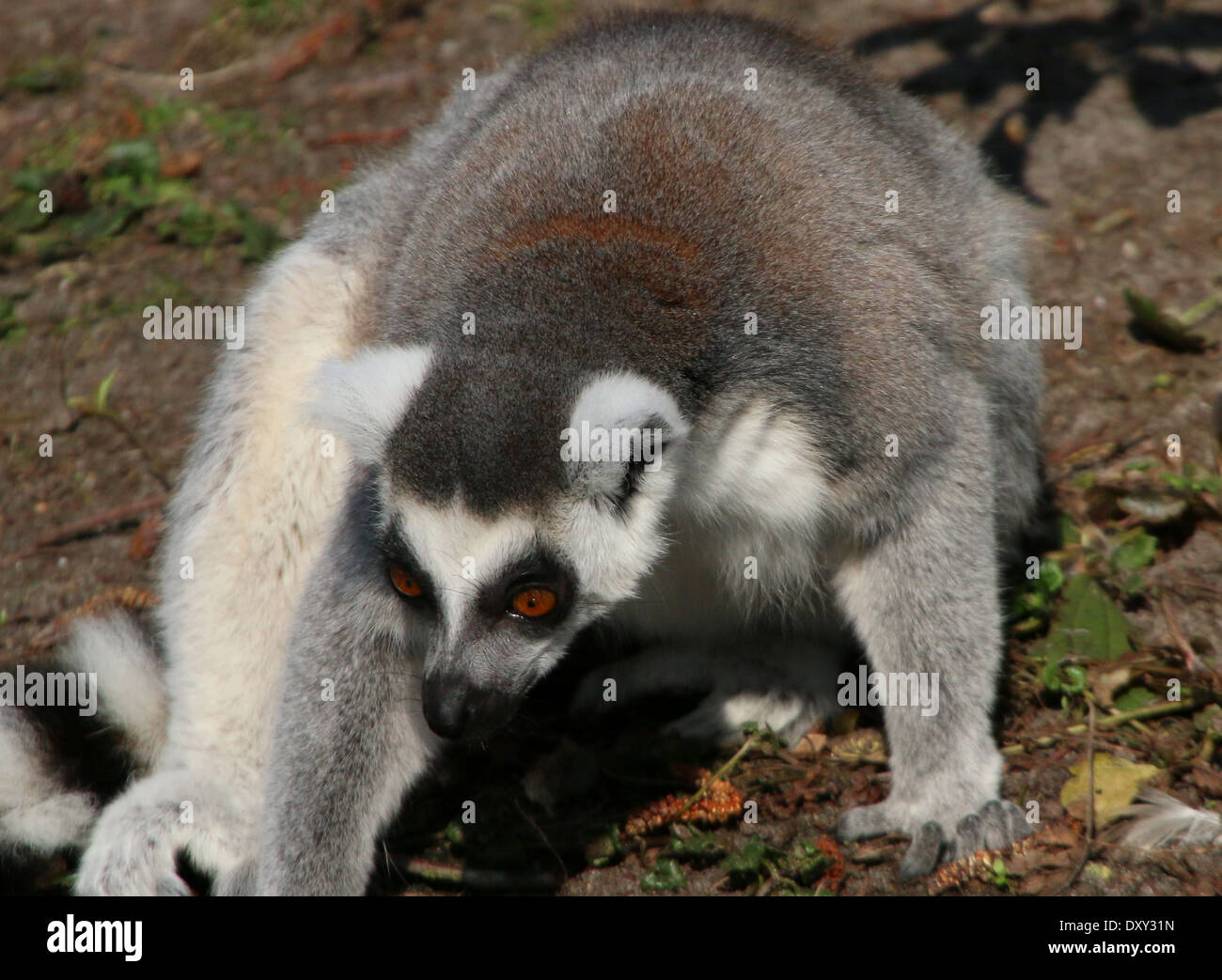 Ring-tailed Lemur (Lemur Catta) Nahaufnahme Stockfoto