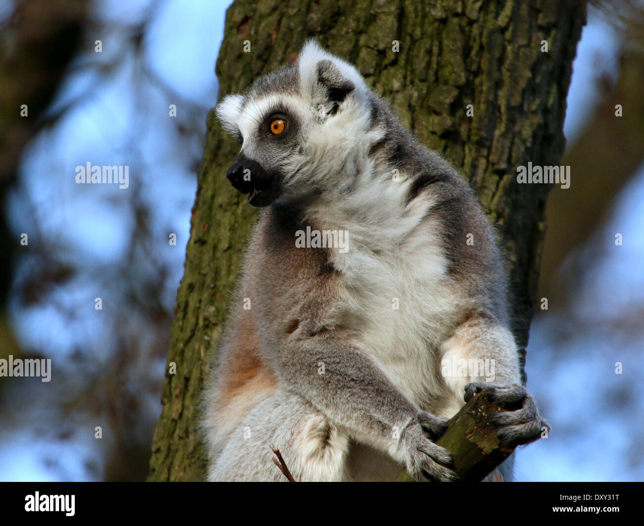 Ringtailed Lemuren (Lemur Catta) in einem Baum Stockfoto