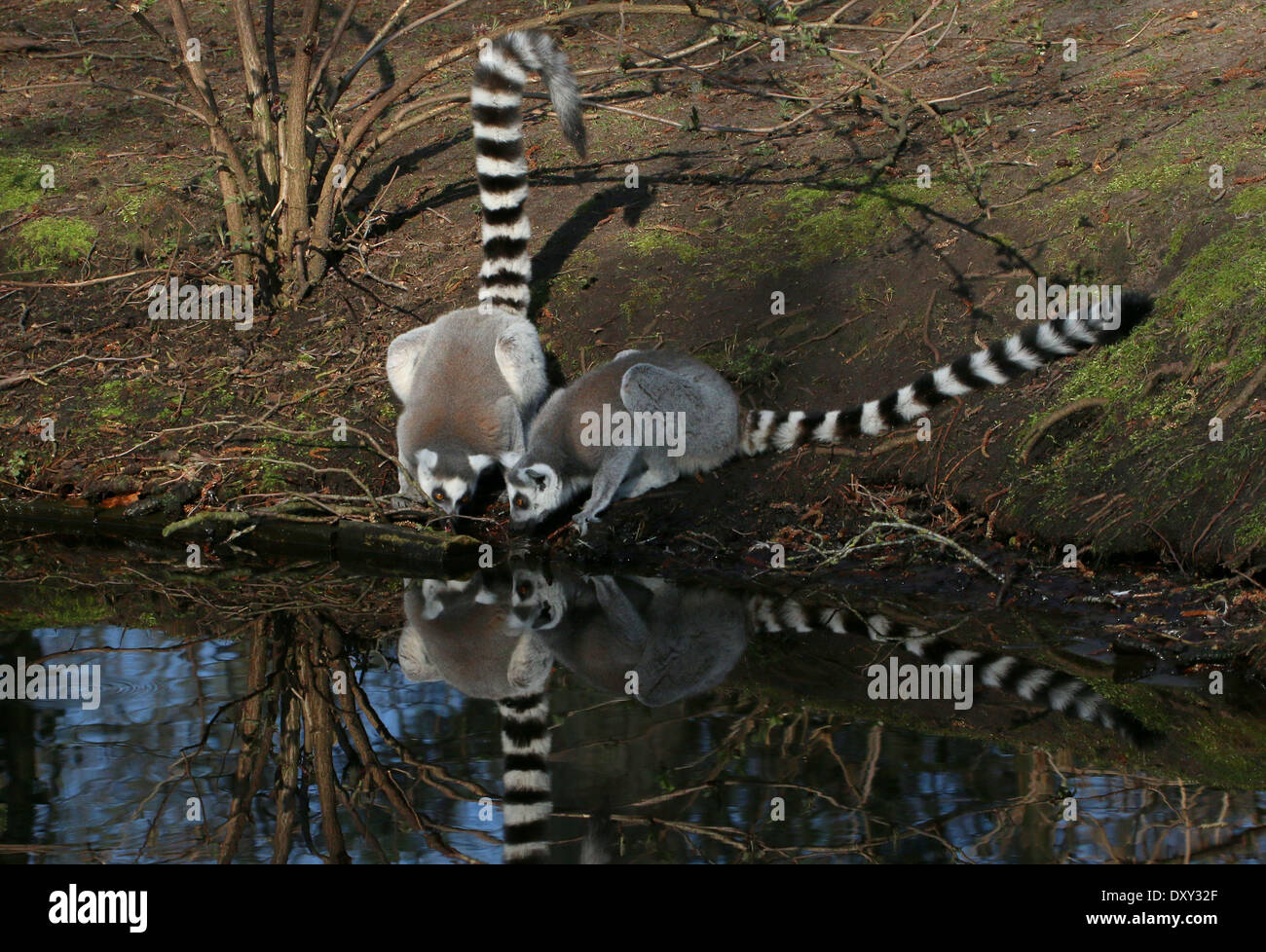 Ring-tailed Lemuren (Lemur Catta) Trinkwasser an einem Teich Stockfoto