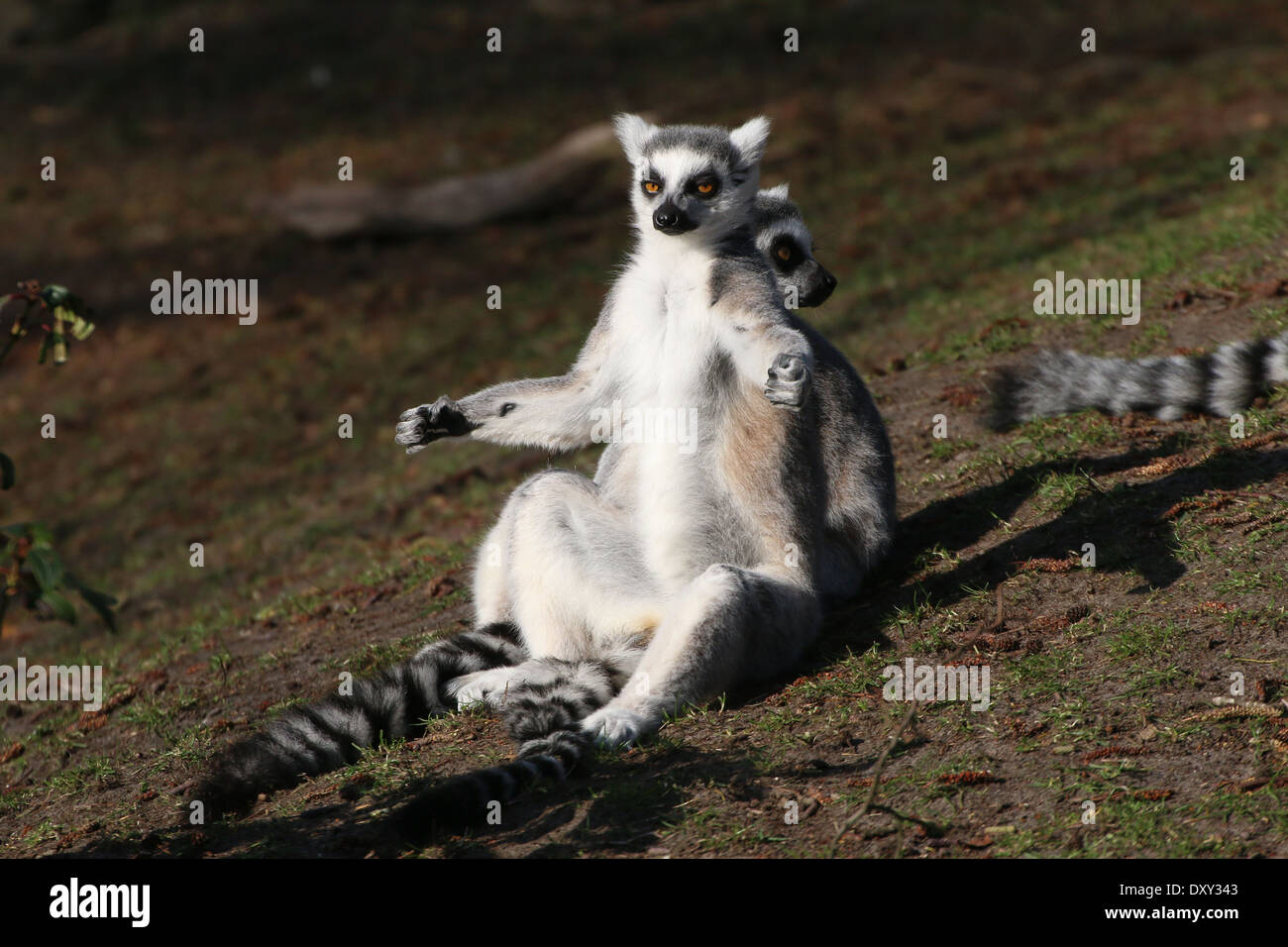 Ring-tailed Lemur (Lemur Catta) Nahaufnahme beim Sonnenbaden Stockfoto