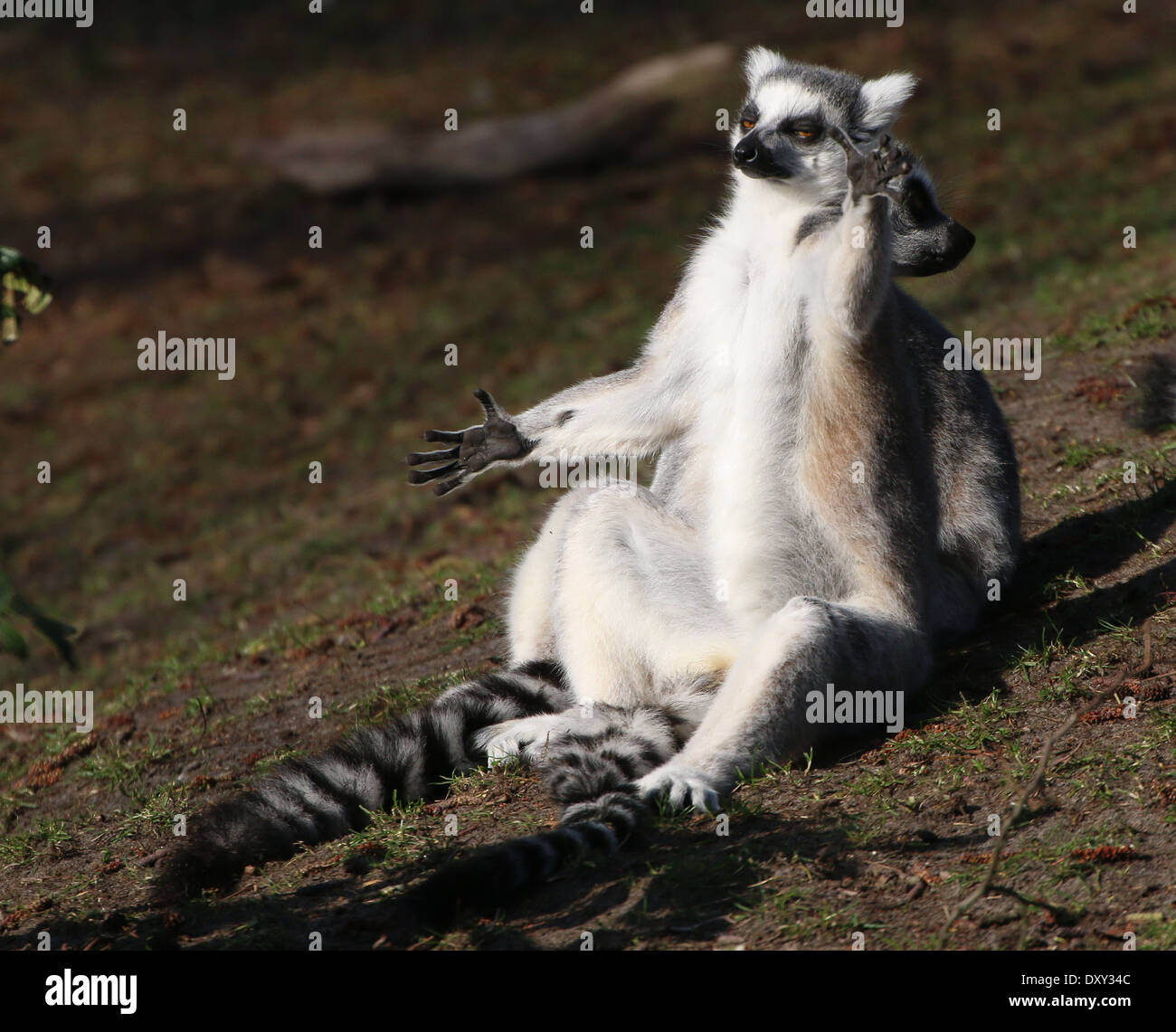 Ring-tailed Lemur (Lemur Catta) Nahaufnahme beim Sonnen Stockfoto