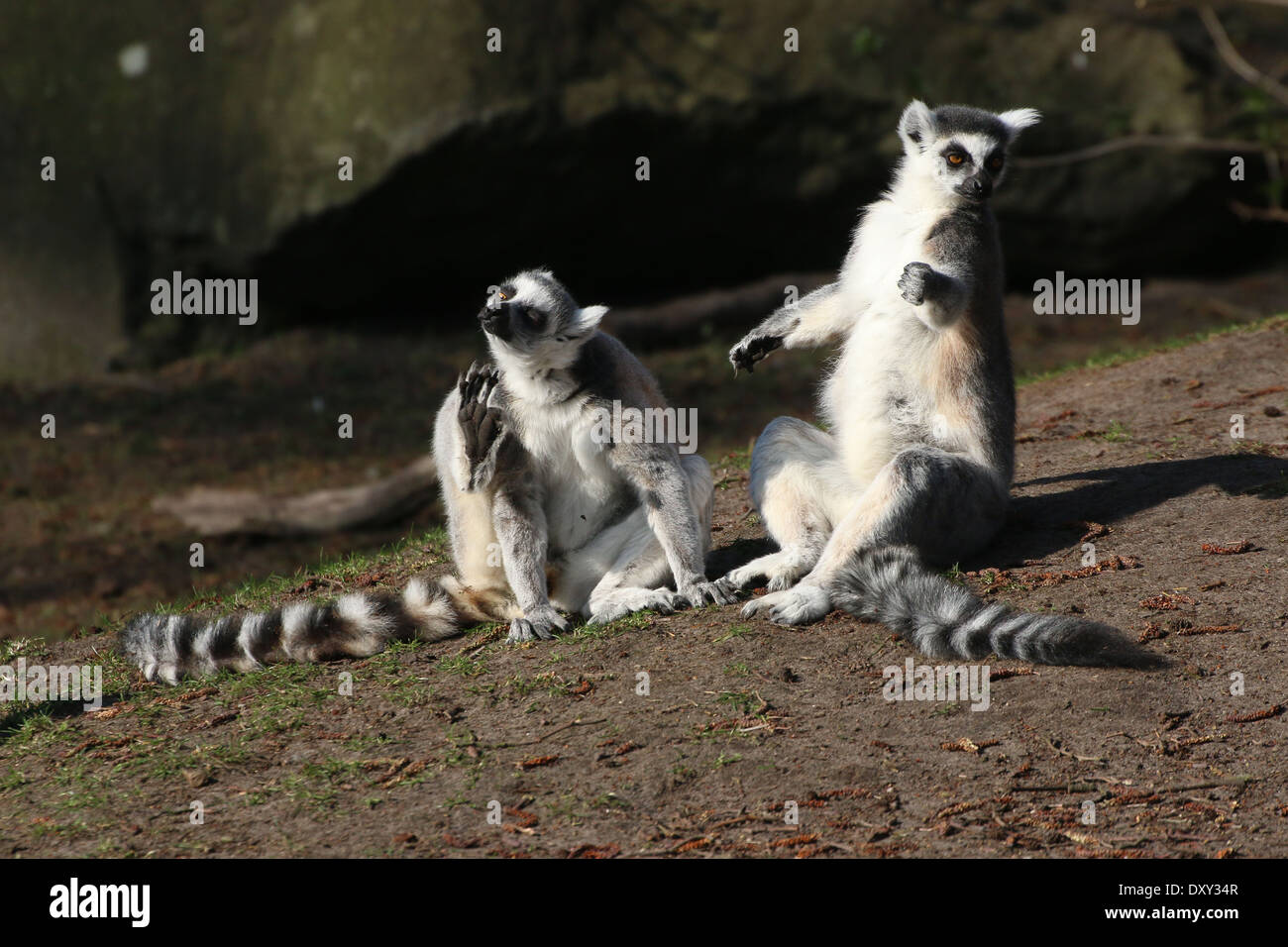 Zwei Kattas (Lemur Catta) auf Sonnenbaden, andererseits einen Juckreiz lindern Stockfoto