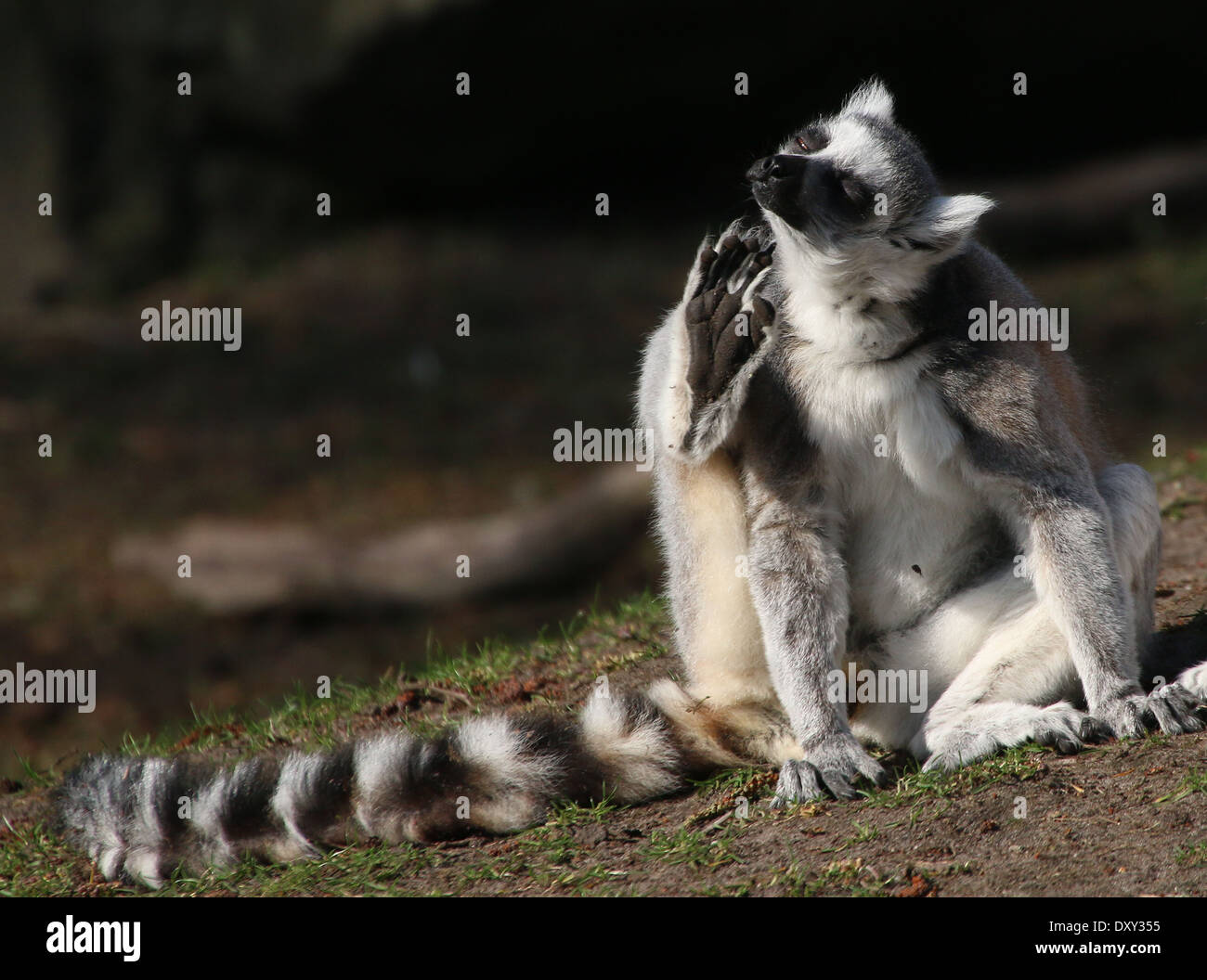 Juckende Katta (Lemur Catta) kratzen seinen Kopf Nahaufnahme Stockfoto