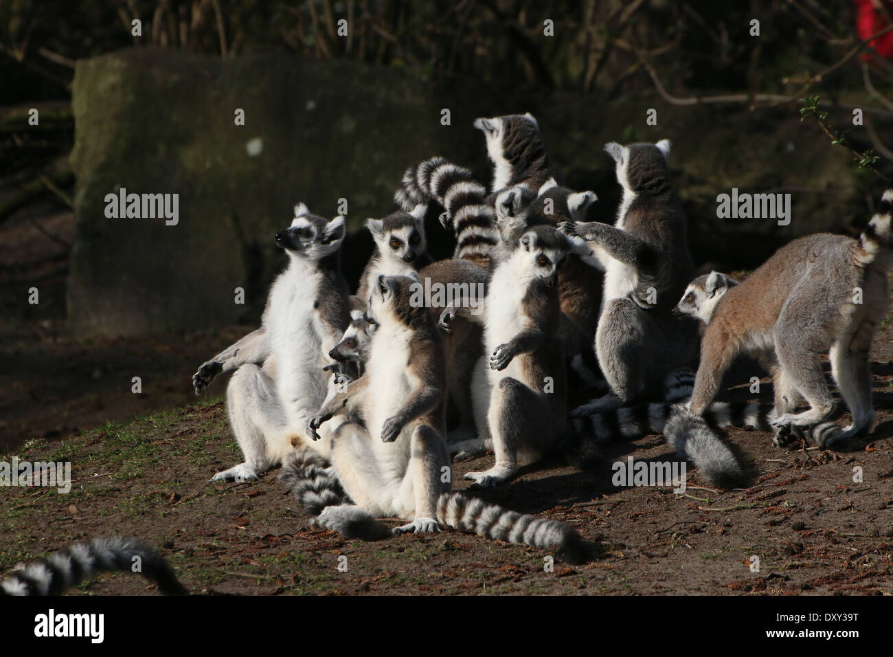 Große Gruppe von Sonnenbaden Ring tailed Lemuren (Lemur Catta) Stockfoto
