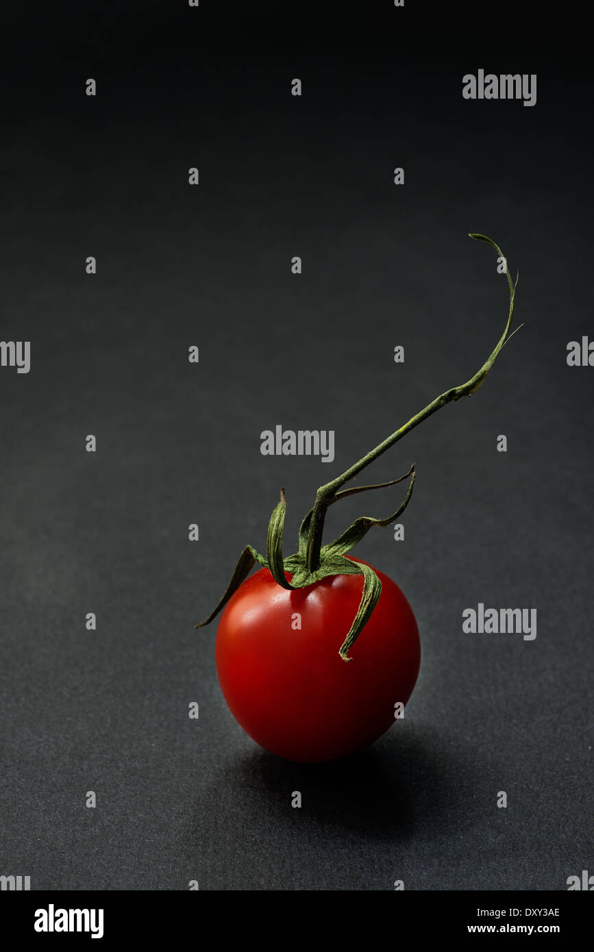 Eine Kirschtomate auf dunklem Hintergrund, Nahaufnahme Stockfoto