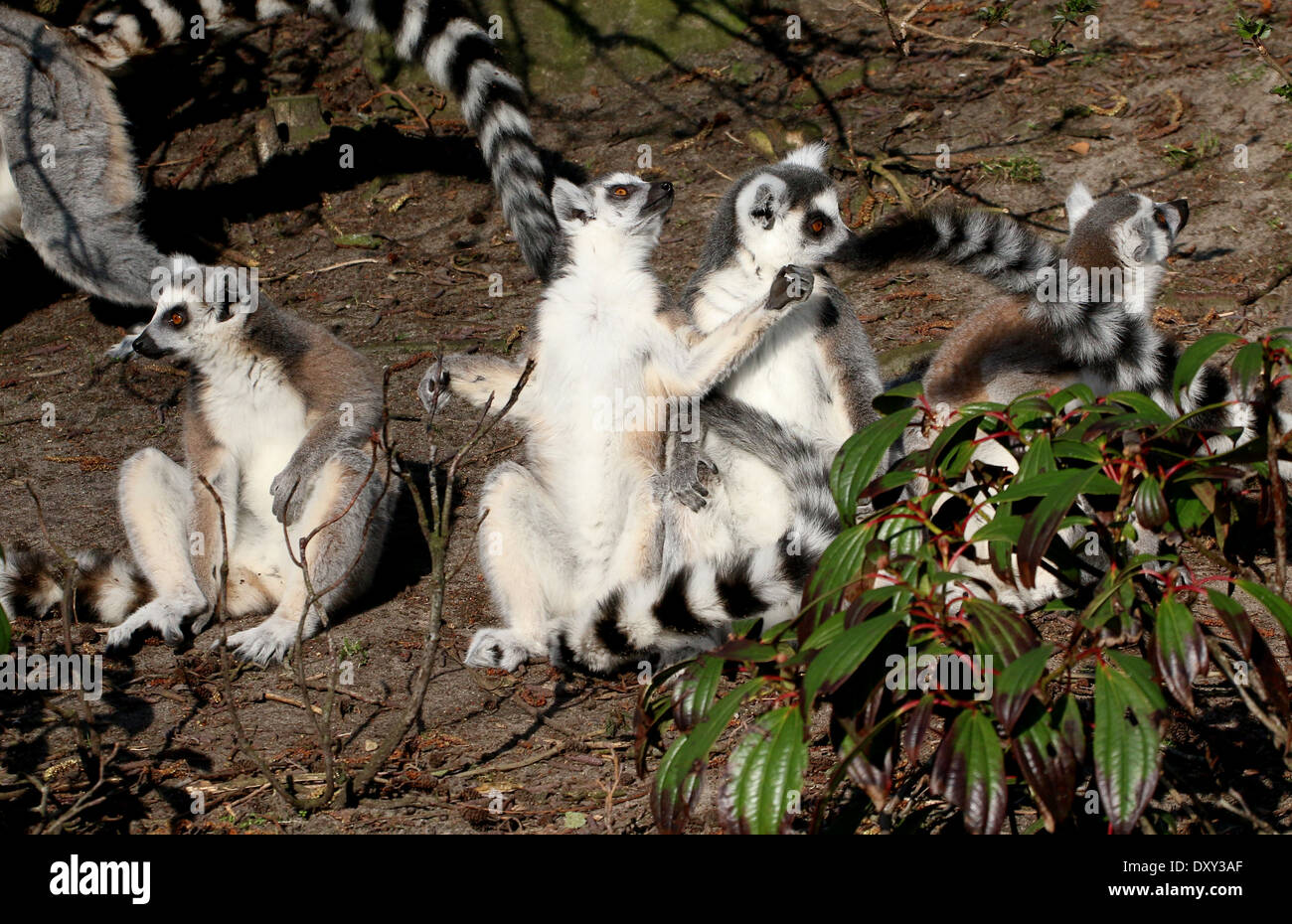Gruppe von Sonnenbaden Kattas (Lemur Catta) Stockfoto