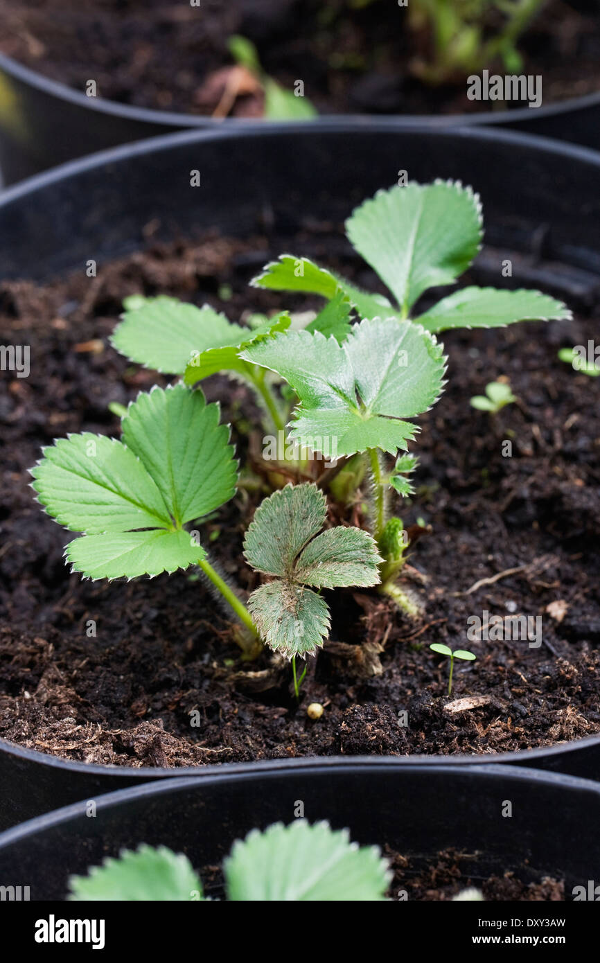 Neu vergossen auf Erdbeerpflanzen. Stockfoto