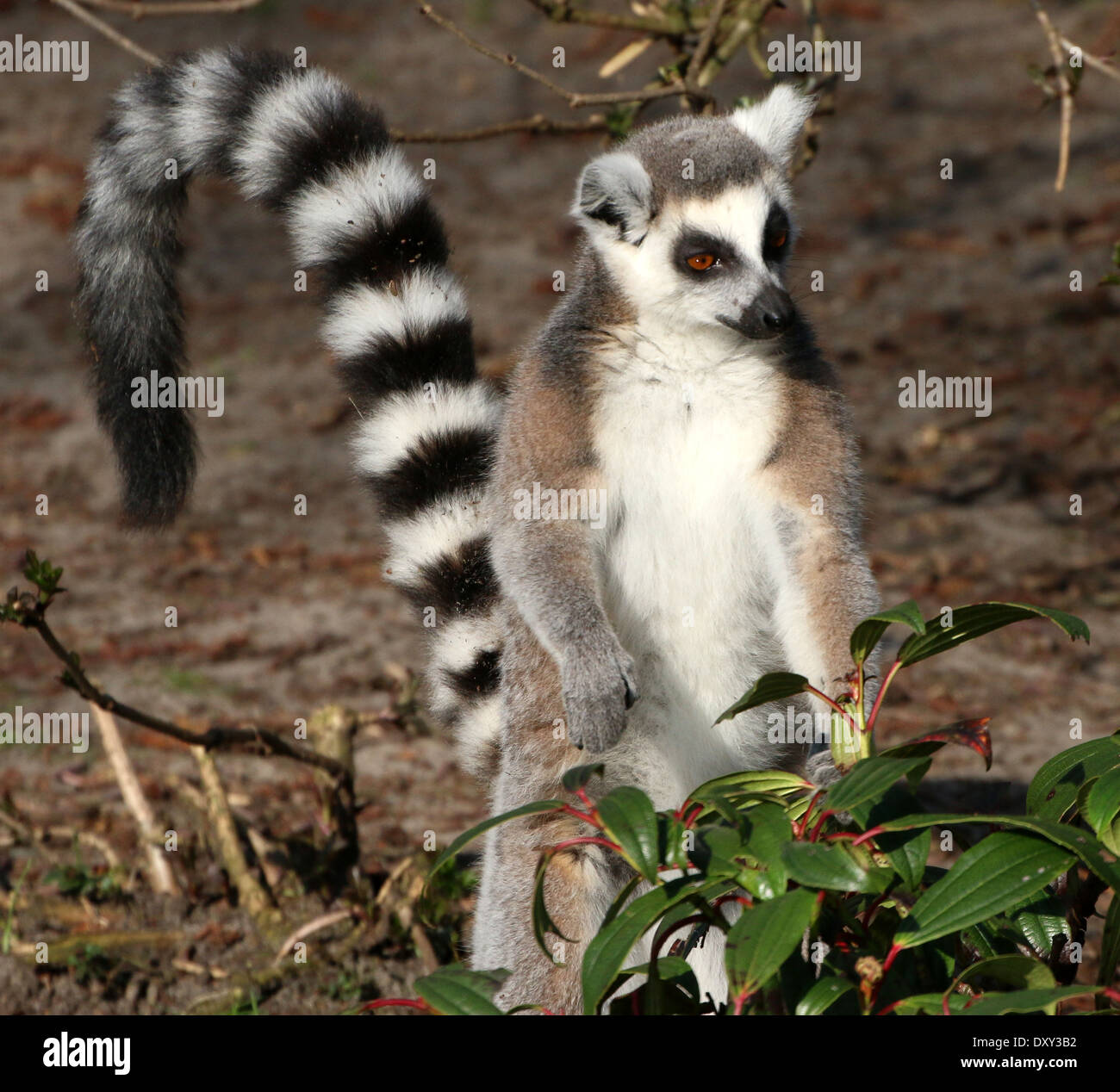 Ring-tailed Lemur (Lemur Catta) close-up, stehend auf Hinterbeine, Schweif schwingen Stockfoto