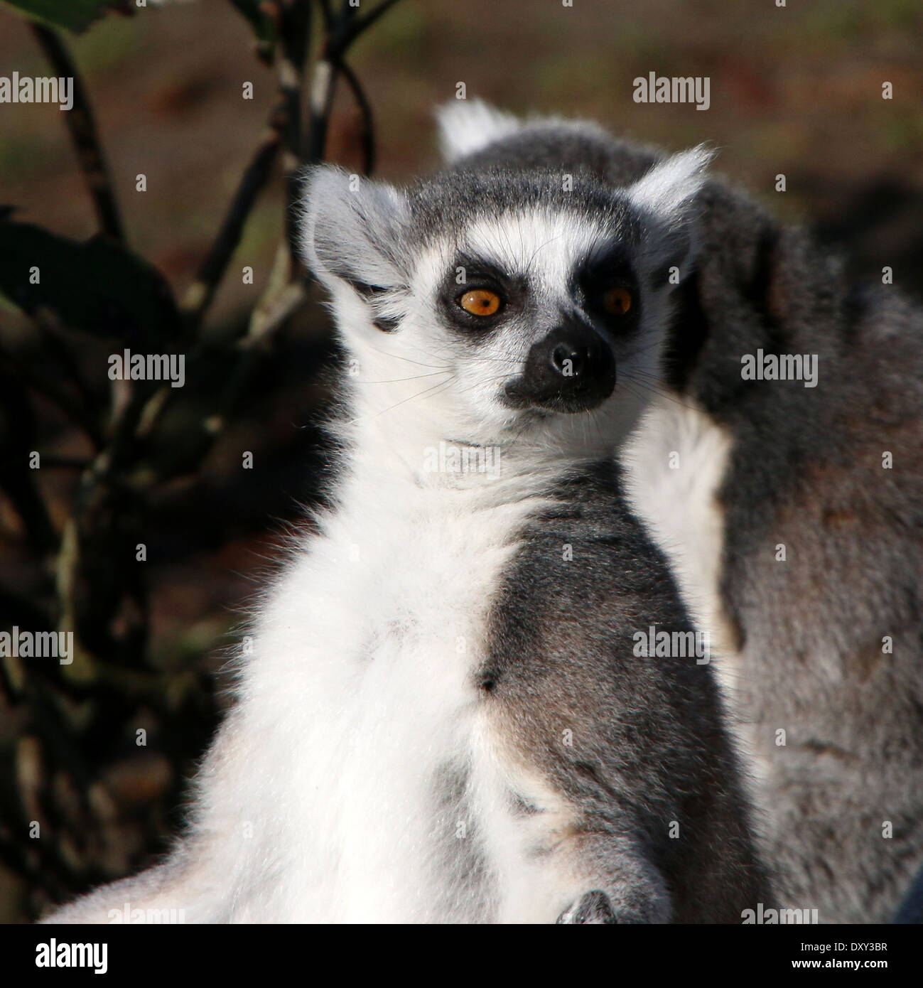 Ring-tailed Lemur (Lemur Catta) Nahaufnahme Stockfoto