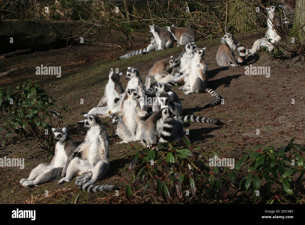 Sehr große Gruppe von Ring tailed Lemuren (Lemur Catta) die Sonne genießen Stockfoto