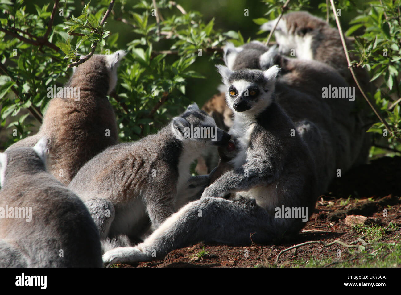 Ring-tailed Lemur oder Maki Catta (Lemur Catta), Mutter mit Kind, umgeben von einer großen Gruppe Stockfoto