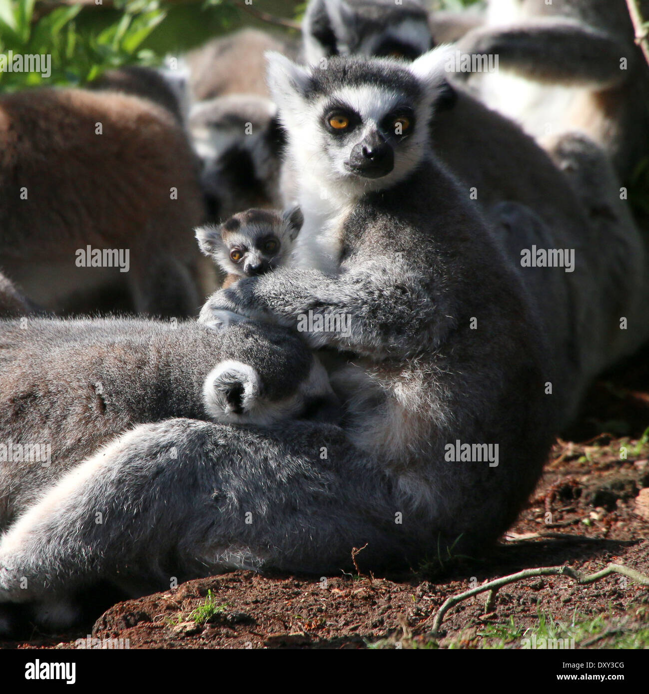 Ringtailed Lemur oder Maki Catta (Lemur Catta), Mutter mit Tage altes Baby Stockfoto