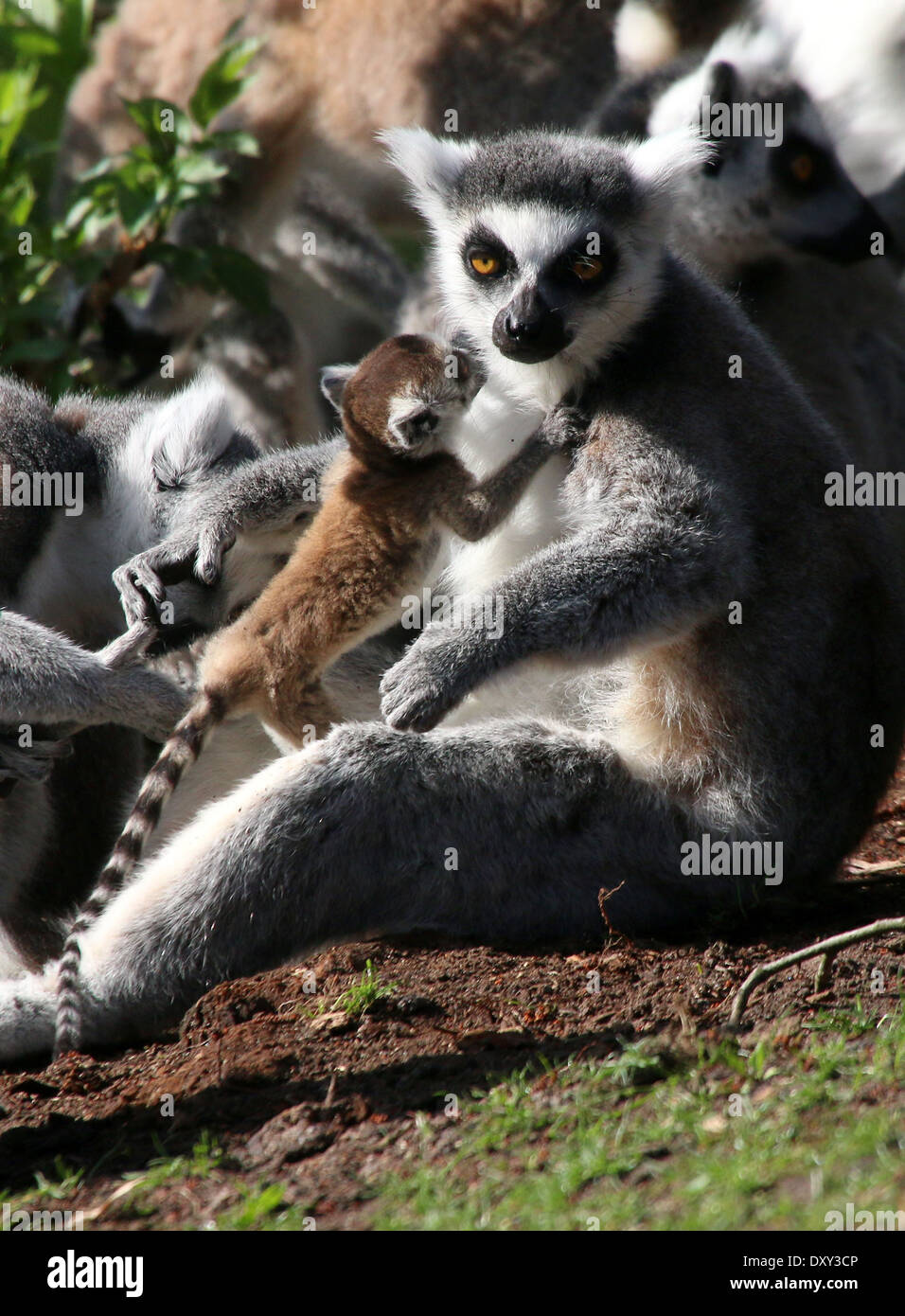 Ring-tailed Lemur oder Maki Catta (Lemur Catta), Mutter mit Kind Stockfoto