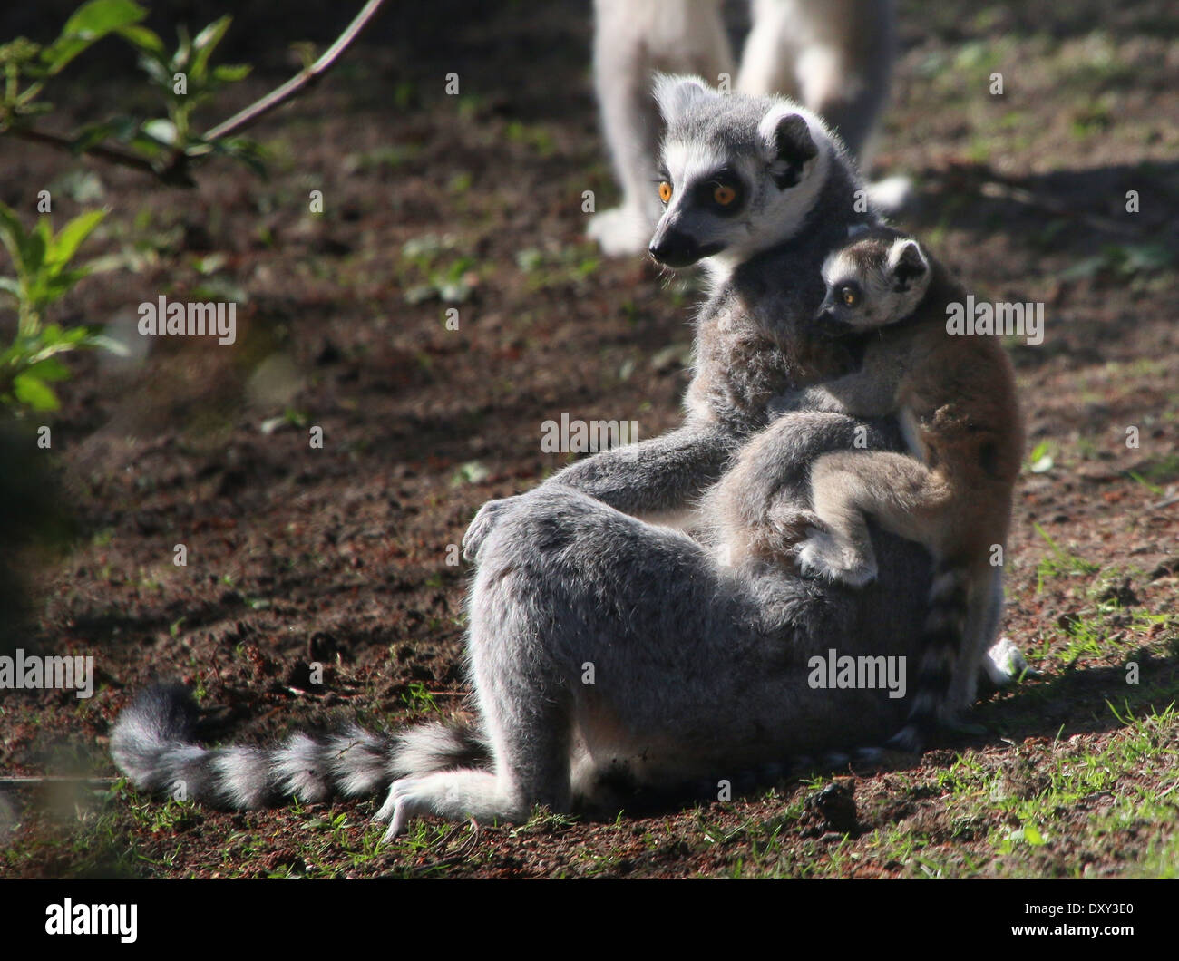 Ring-tailed Lemur oder Maki Catta (Lemur Catta), Elternteil mit Kind Stockfoto