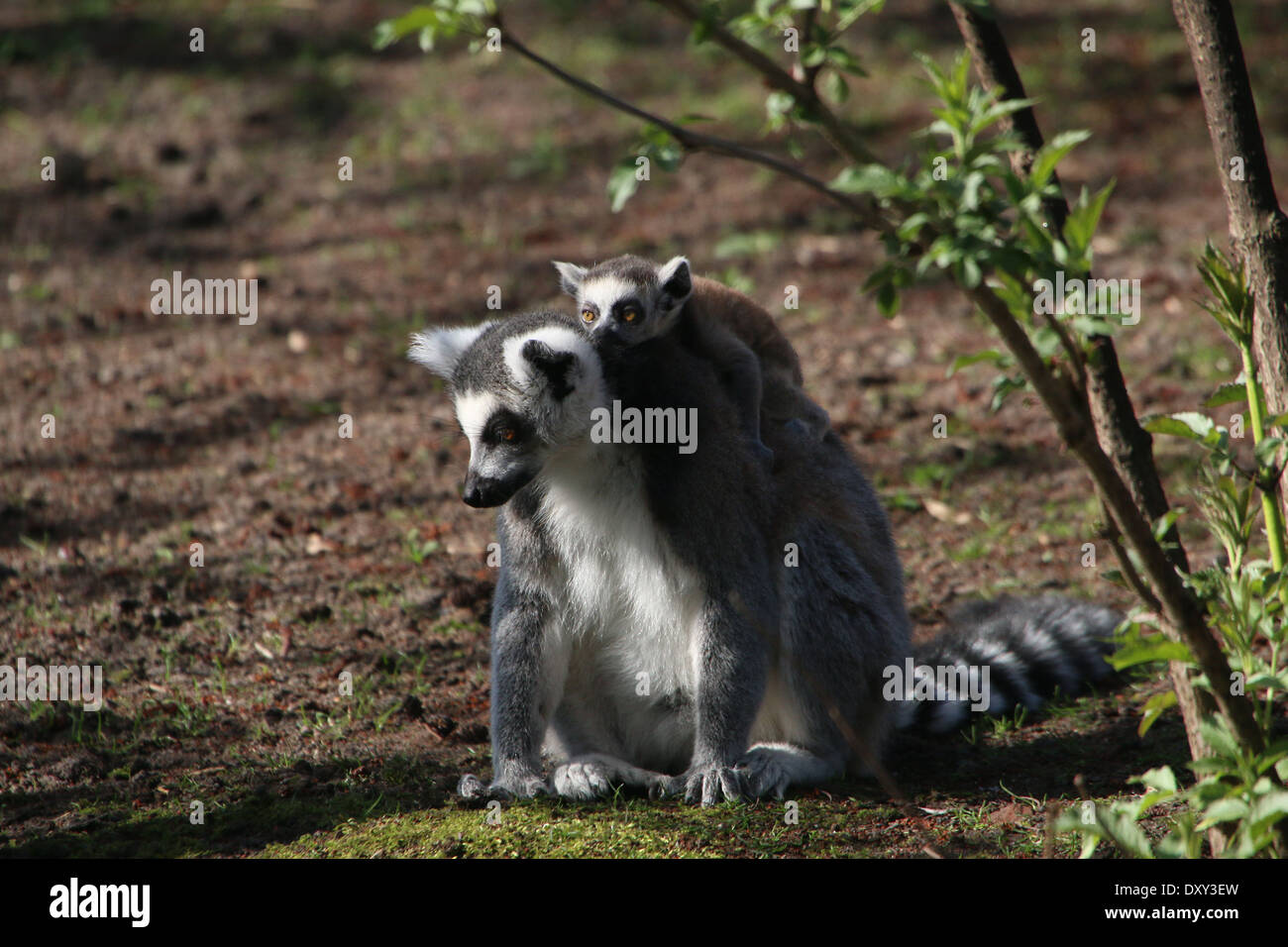 Ring-tailed Lemur oder Maki Catta (Lemur Catta), Mutter mit Kind Stockfoto