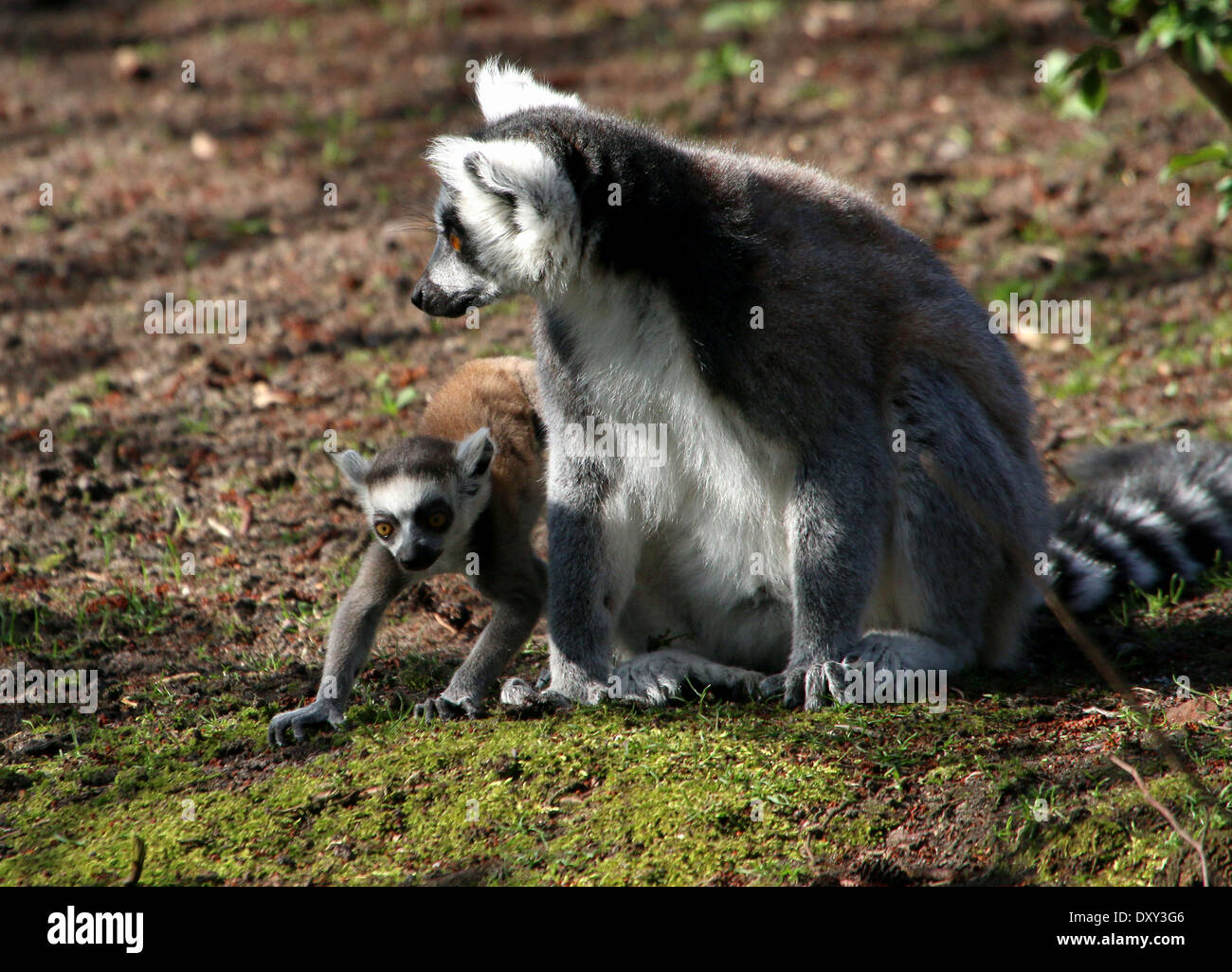 Ring-tailed Lemur oder Maki Catta (Lemur Catta), mit neugierigen und unternehmungslustige junge Mutter Stockfoto