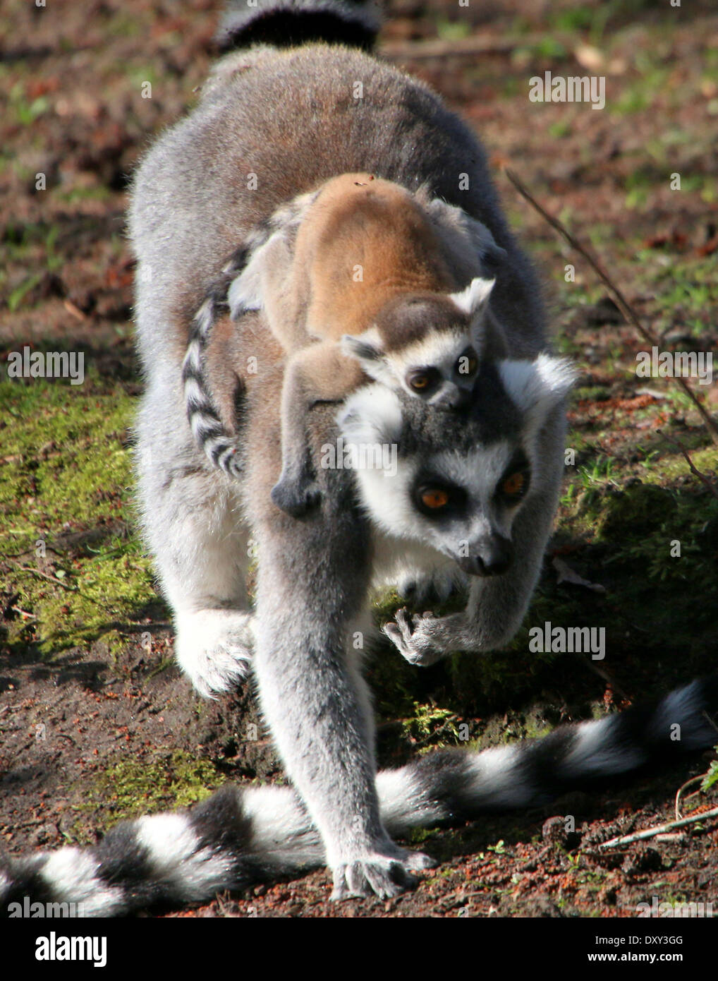 Ring-tailed Lemur oder Maki Catta (Lemur Catta), Mutter, zu Fuß mit Kind auf dem Rücken Stockfoto