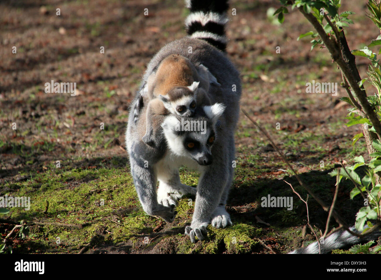 Ring-tailed Lemur oder Maki Catta (Lemur Catta), Mutter mit Kind auf dem Rücken Stockfoto
