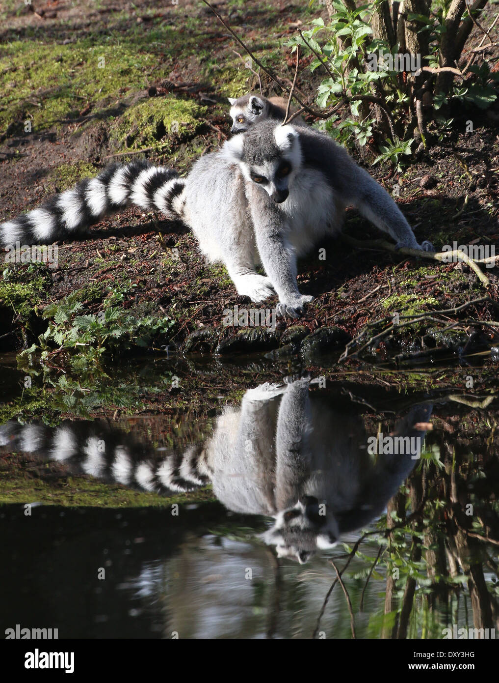 Ring-tailed Lemur oder Maki Catta (Lemur Catta), Mutter mit Kind am Wasserrand, trinken Stockfoto