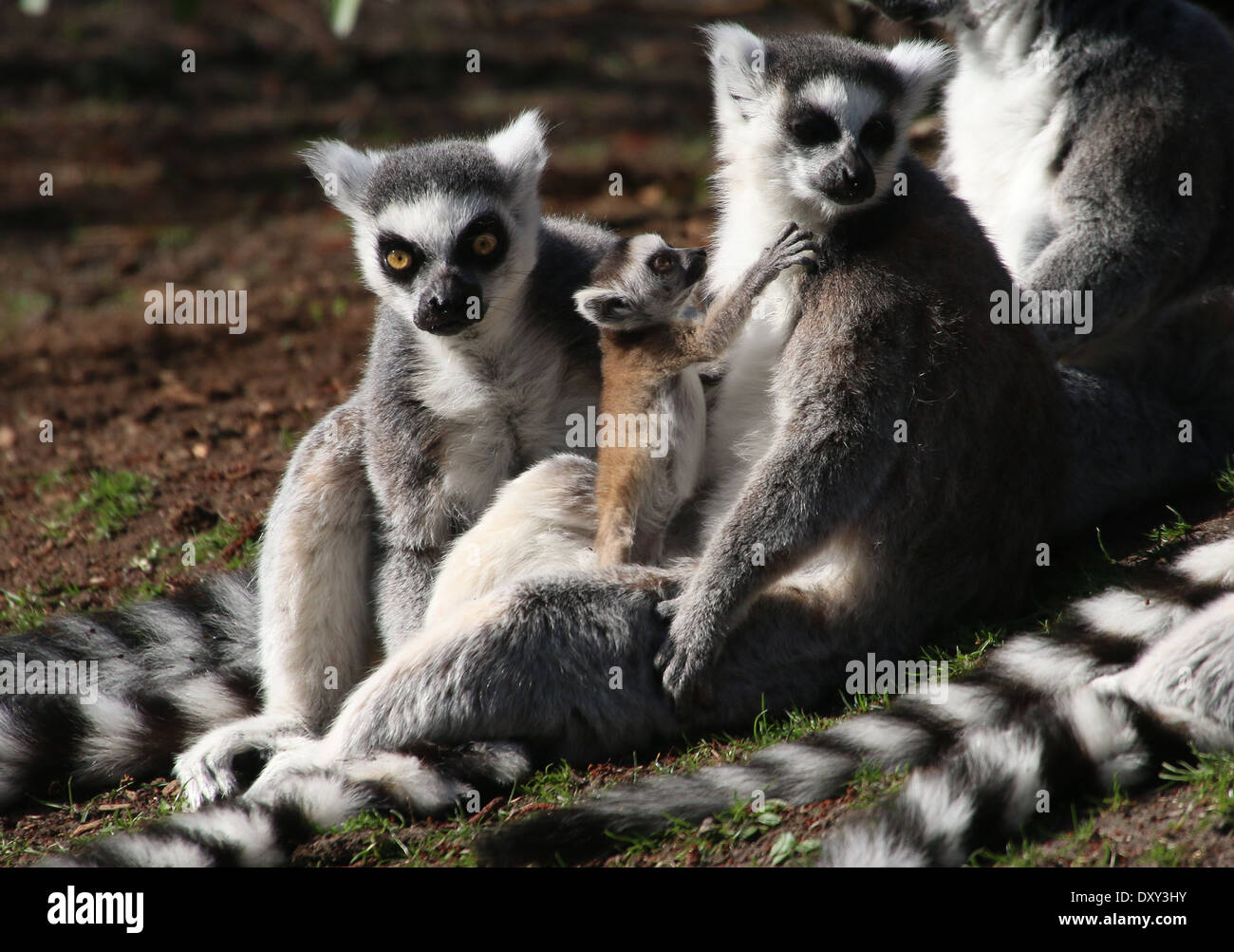 Ring-tailed Lemuren oder Maki Catta (Lemur Catta), Eltern mit verspielten youngster Stockfoto