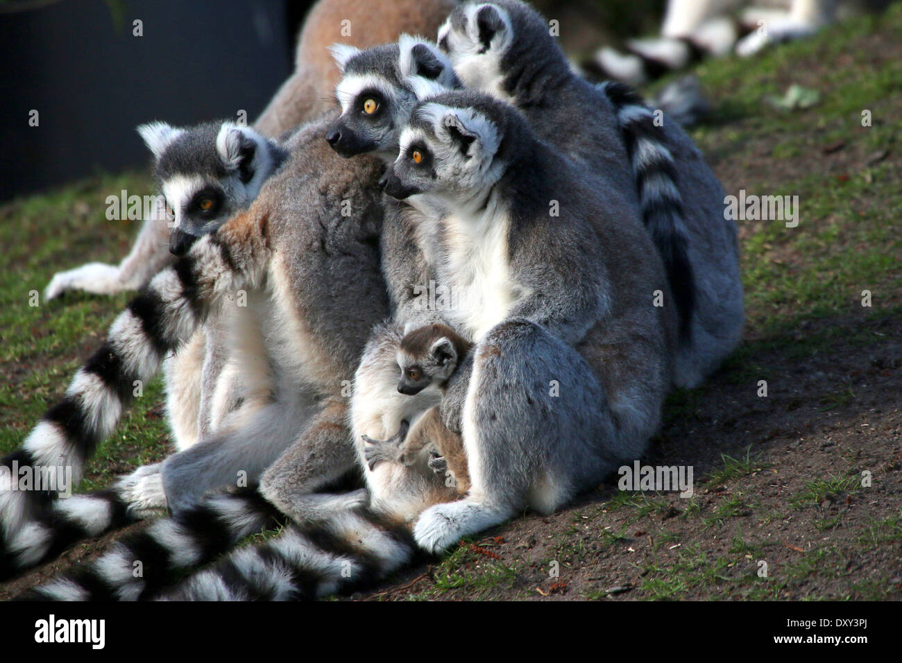 Gruppe von Ring tailed Lemur oder Maki Catta (Lemur Catta) mit youngster Stockfoto