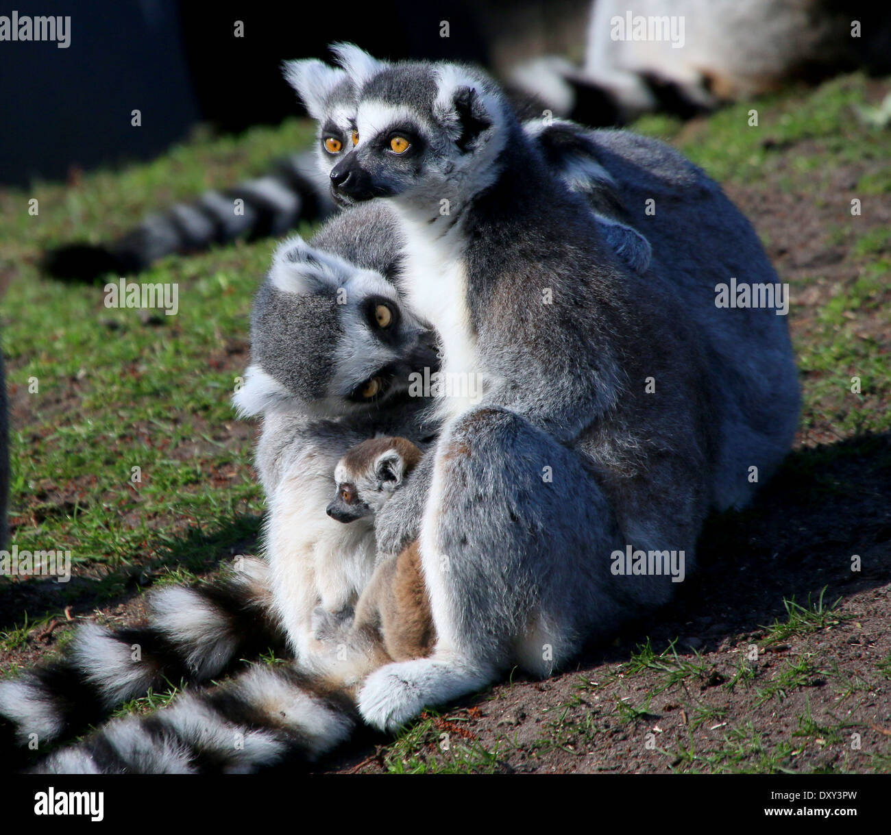 Gruppe von Ring tailed Lemuren (Lemur Catta) zusammen mit einem kleinen Baby posiert Stockfoto