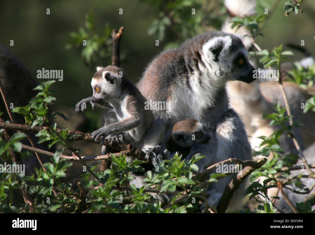 Ringtailed Lemur oder Maki Catta (Lemur Catta) in einem Baum, Mutter mit spielerischen und unerschrockenen jungen Stockfoto
