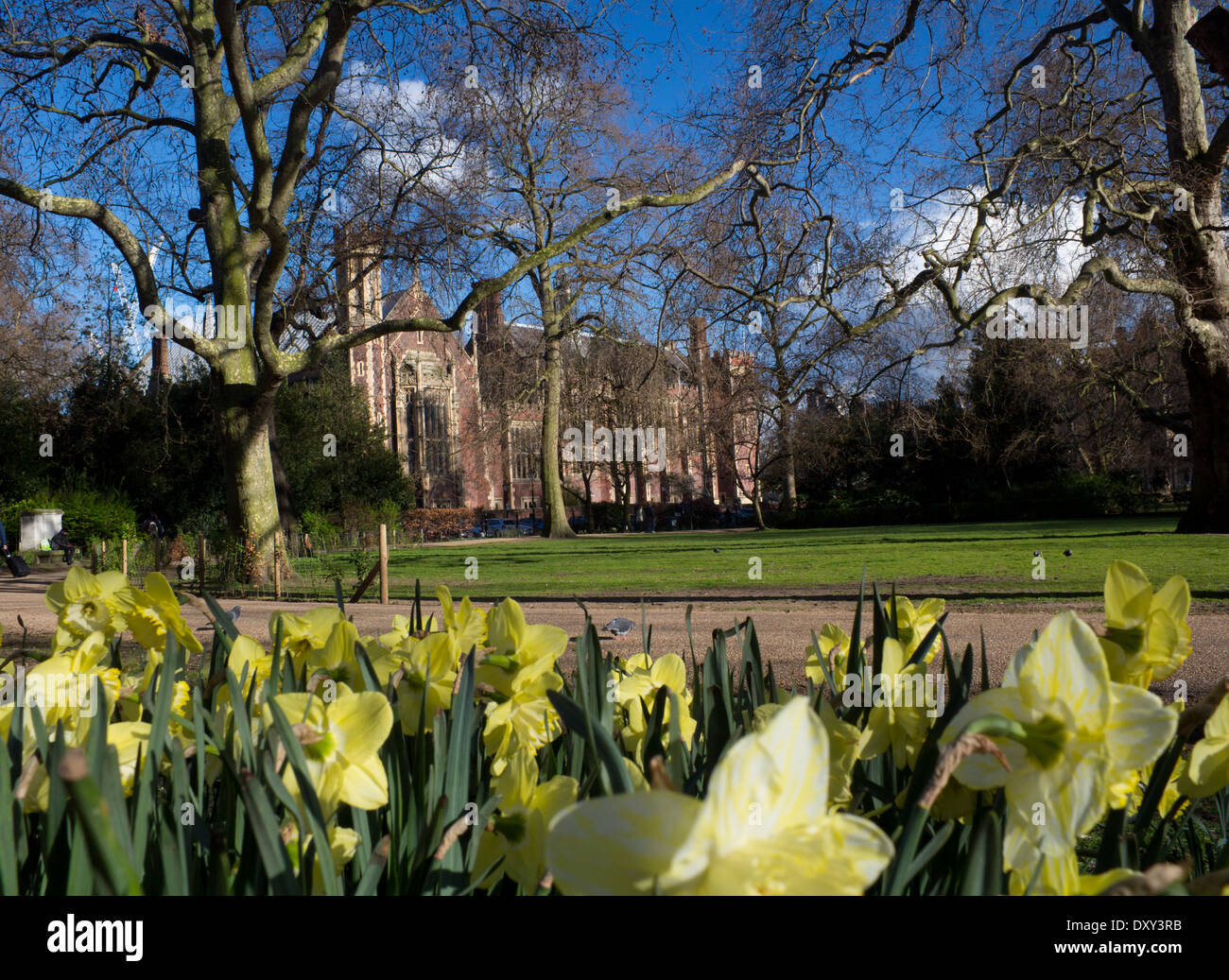 Lincoln es Inn Fields Park und Platz im Frühling mit Narzissen im Vordergrund und große Halle im Hintergrund London England UK Stockfoto