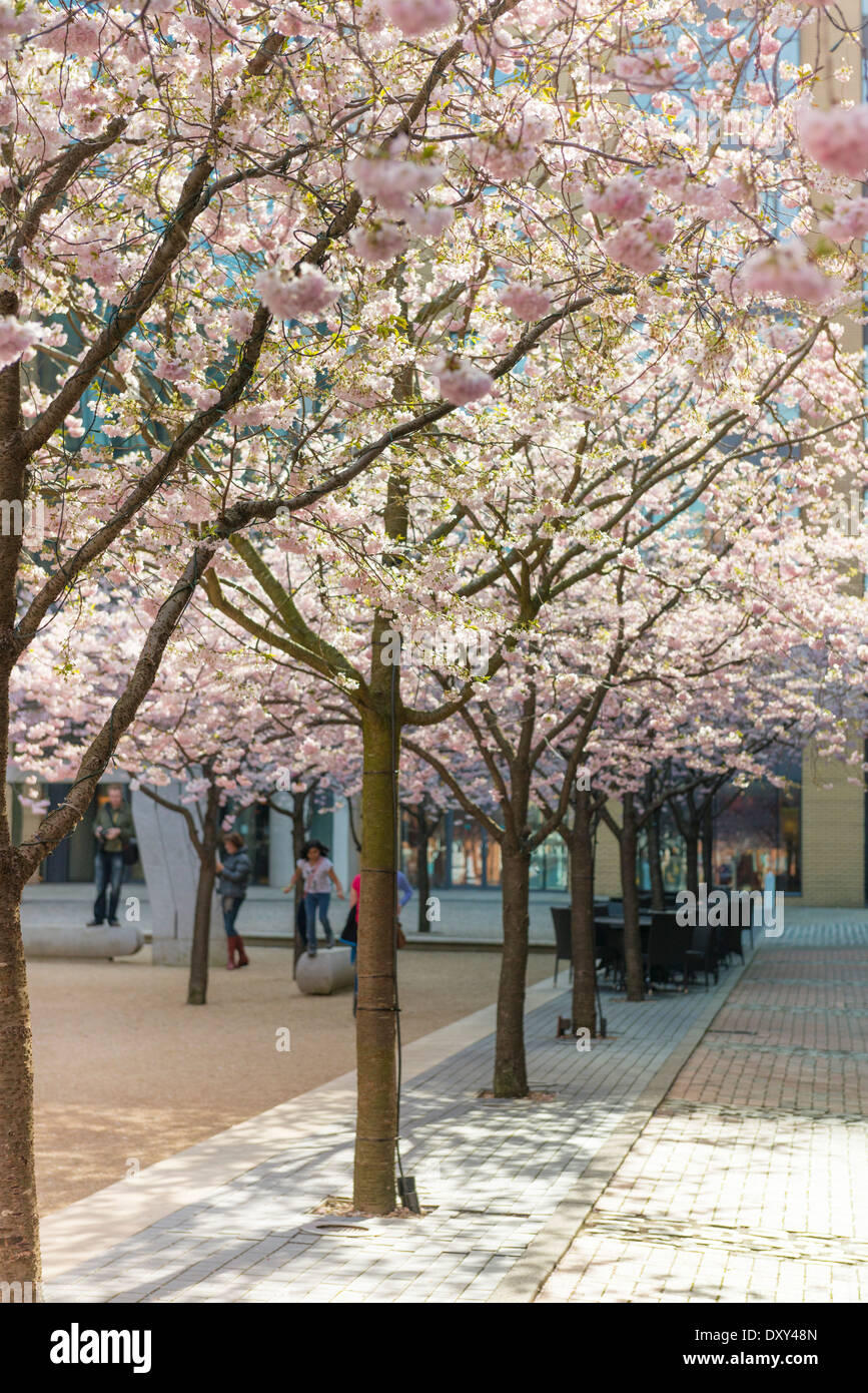 Kirschblüte in Oozells Square, Brindleyplace, Birmingham Stockfoto