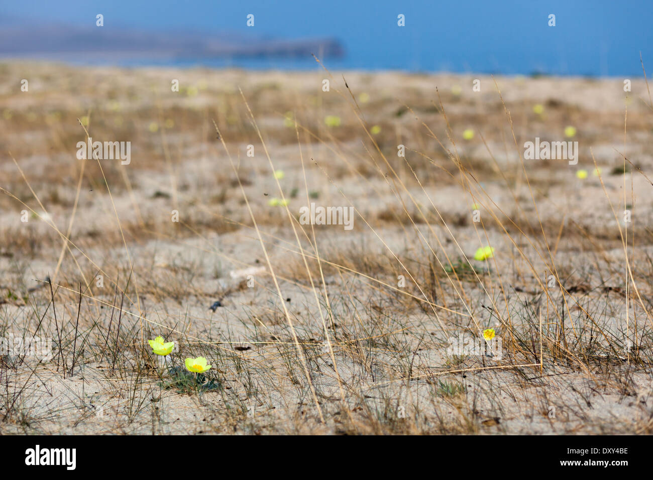 Gelbe Blumen auf Olchon, Baikalsee, Sibirien, Russland Stockfoto