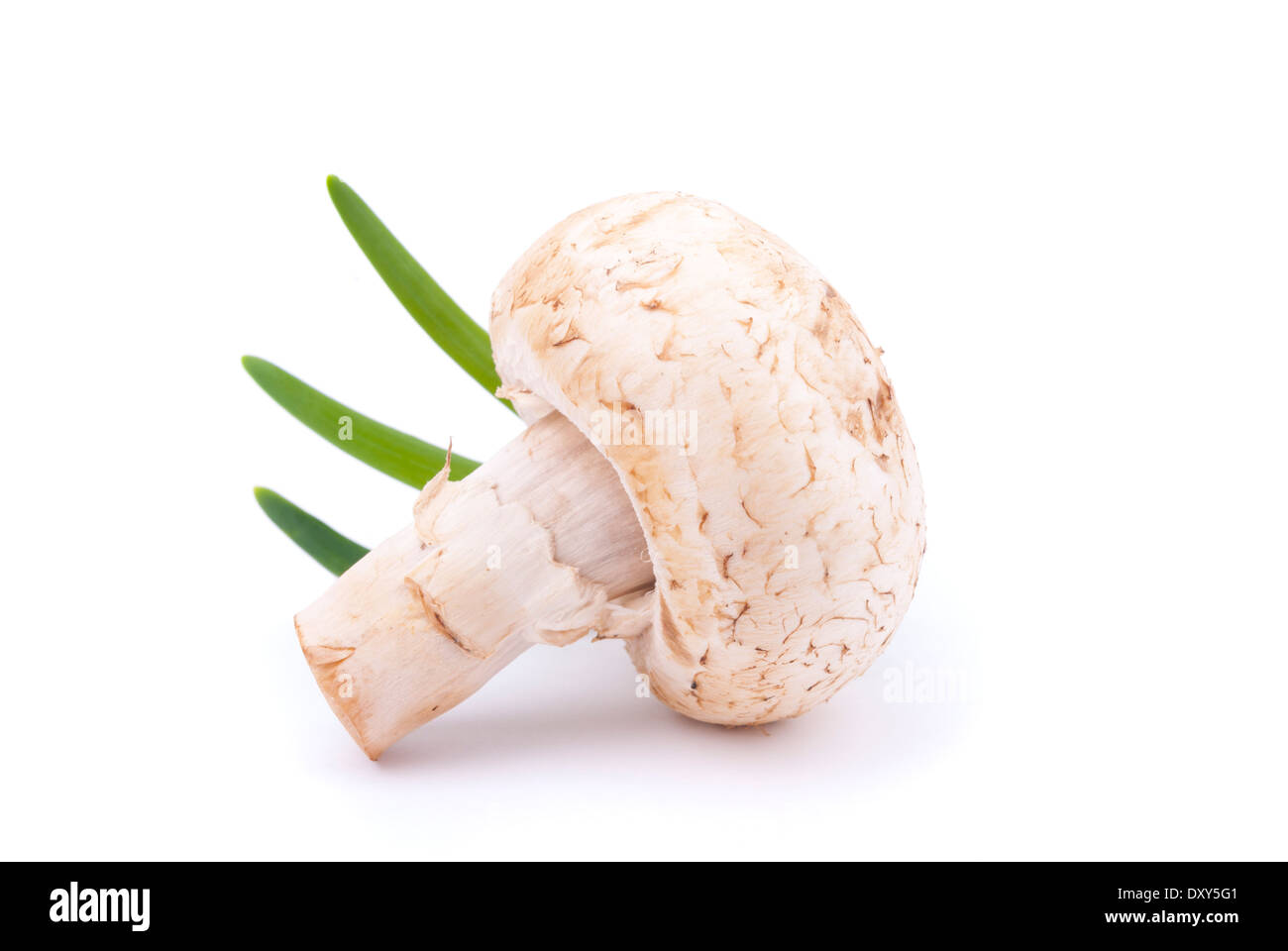 Champignon-Pilz auf weißem Hintergrund. Stockfoto