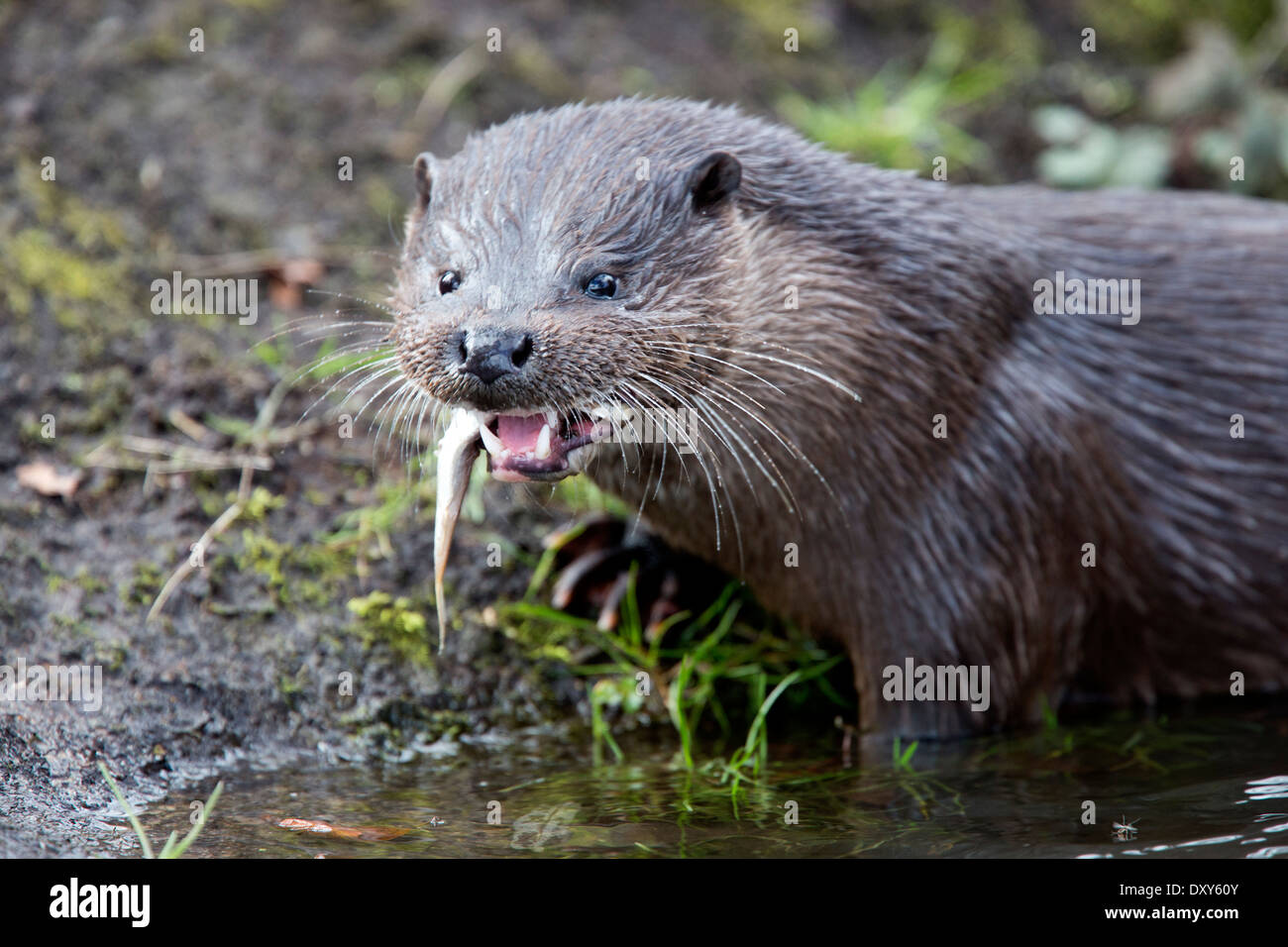 Otter Feed Fish Fotos Und Bildmaterial In Hoher Aufl sung Alamy otter-feed-fish-fotos-und-bildmaterial-in-hoher-aufl-sung-alamy