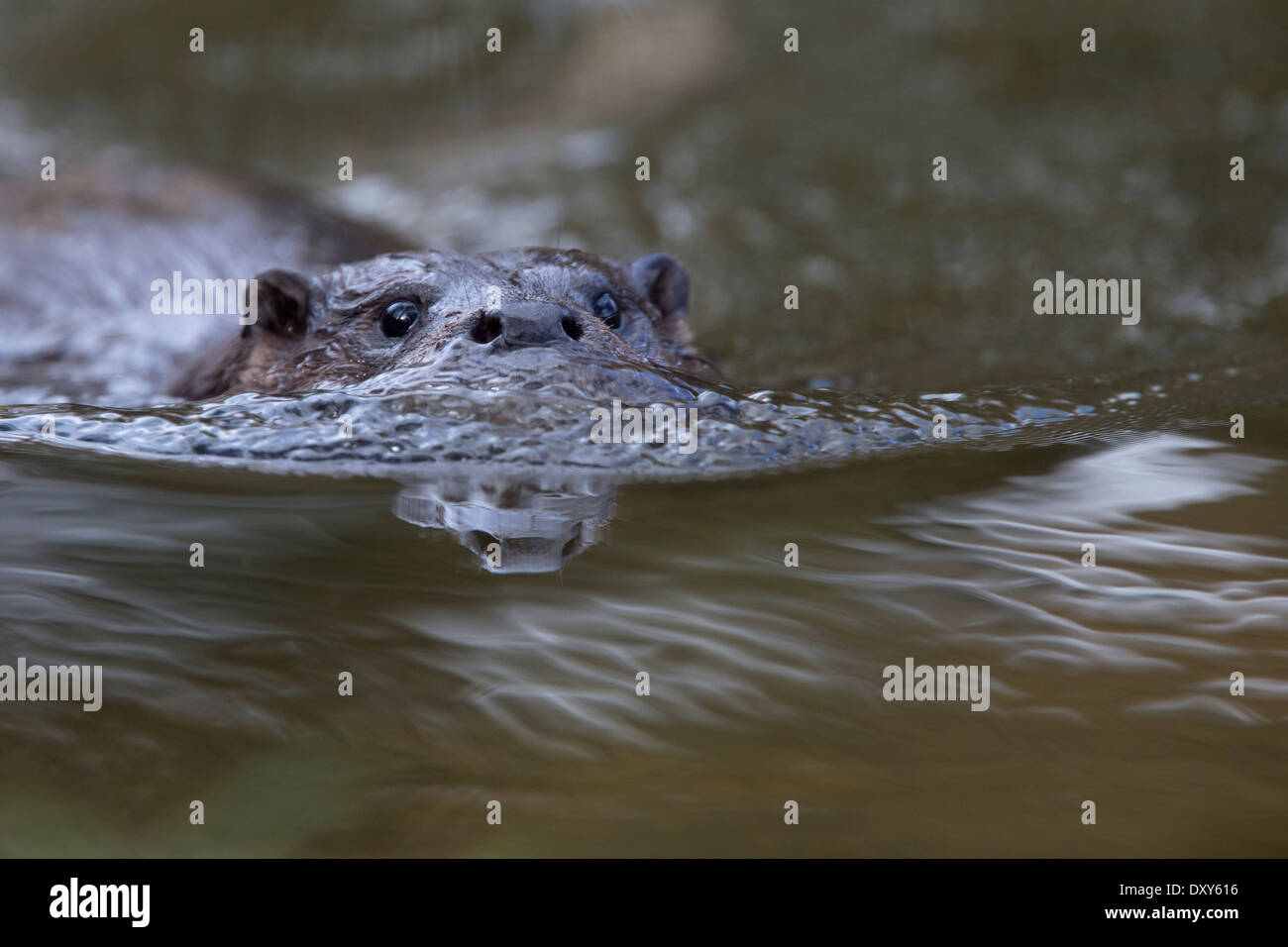 Eine weibliche Europäische Otter (Lutra Lutra) schwimmen in Richtung der Kamera, in einem Fluß, Norfolk, England, UK. Stockfoto
