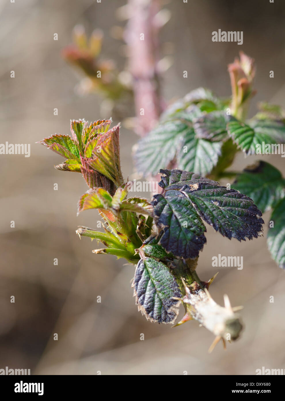 Neuer Frühling Wachstum auf einem Ast Bramble in Cumbria, England Stockfoto