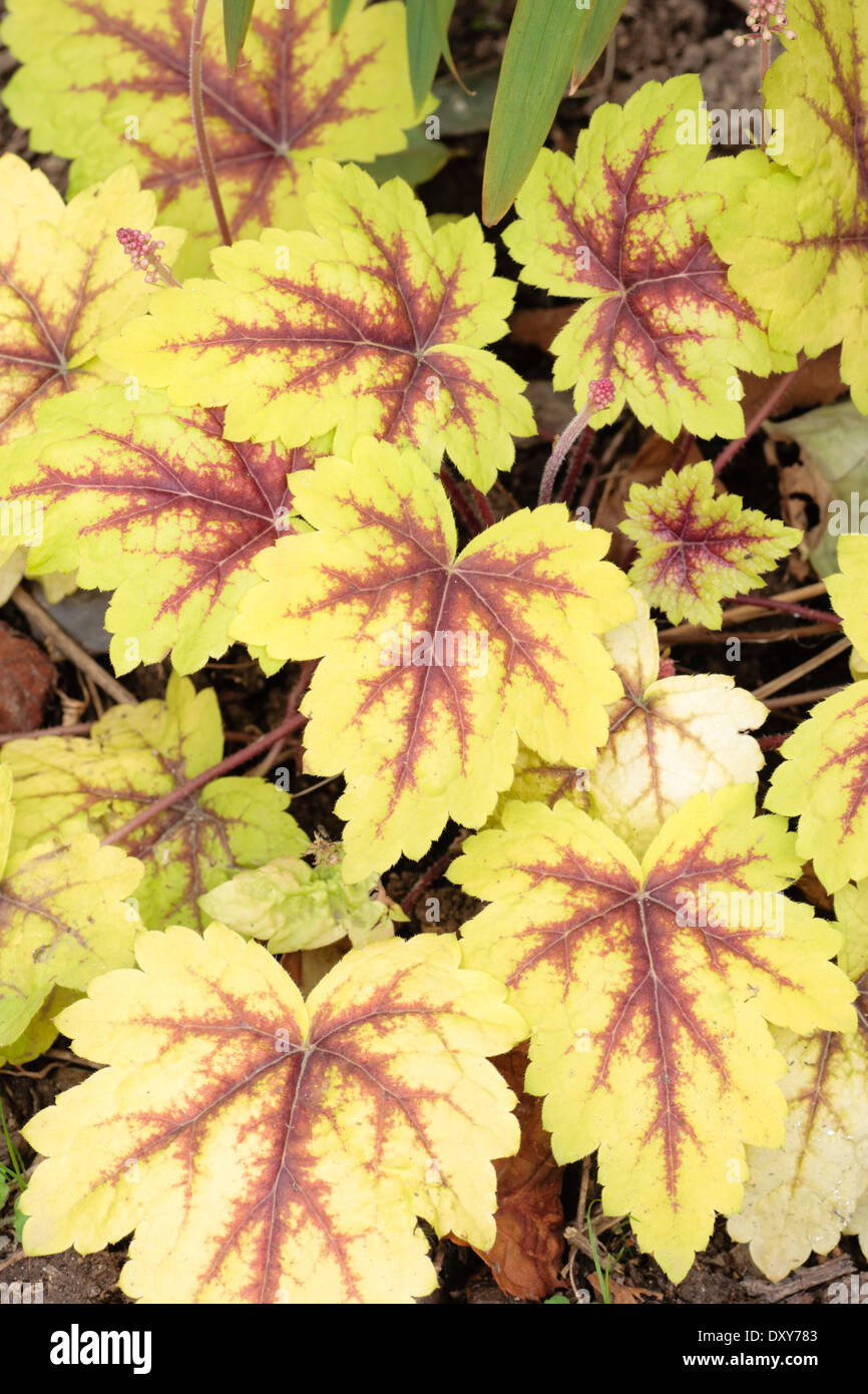 Attraktives Laub Farbe der Heuchera hybride "Ampel" in einem privaten Garten in Plymouth Stockfoto