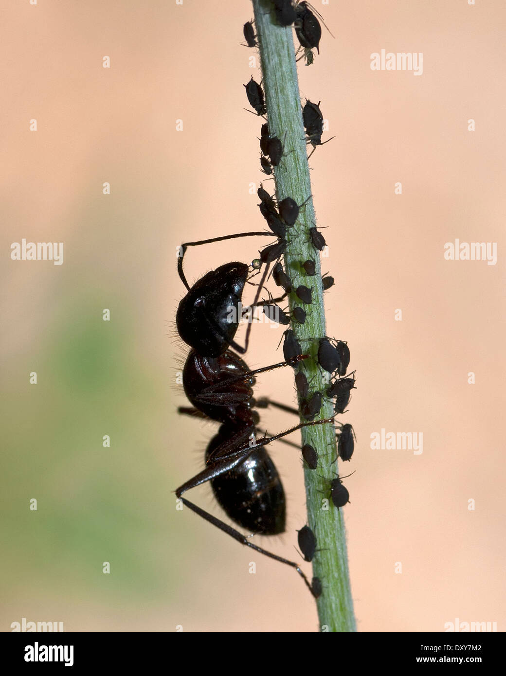 Ameise sammeln Honigtau aus einer Blattlaus Stockfoto