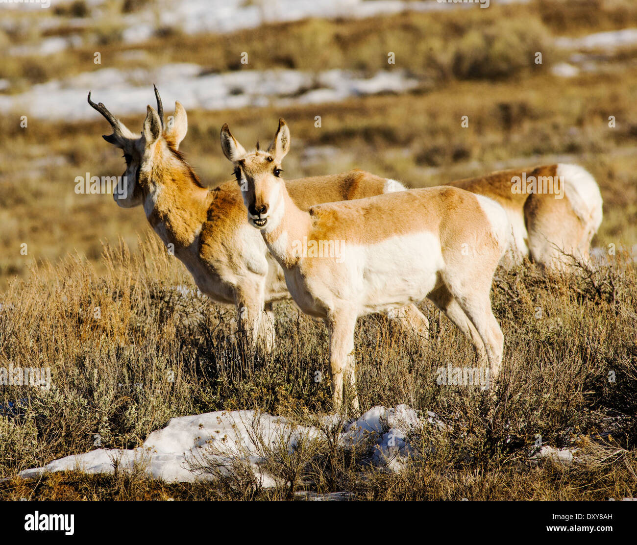 Pronghorn Antilope in der Nähe von Jackson Hole, Wyoming, USA Stockfoto