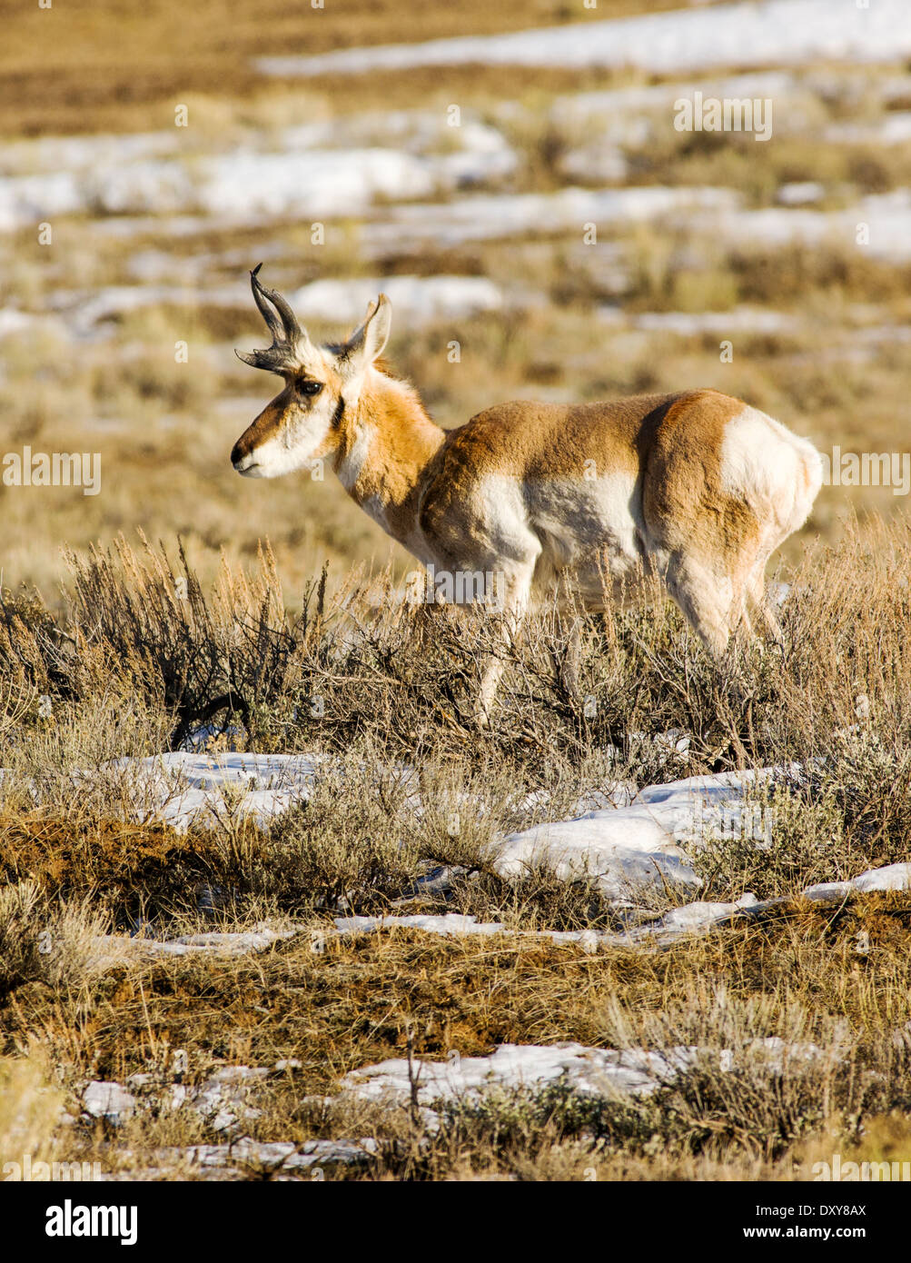 Pronghorn Antilope in der Nähe von Jackson Hole, Wyoming, USA Stockfoto