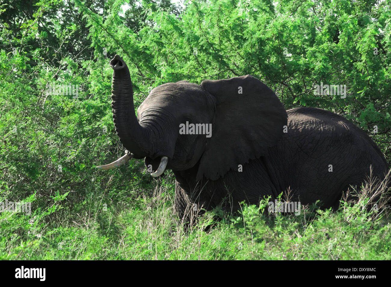 ein böse überrascht Elefant Stockfoto
